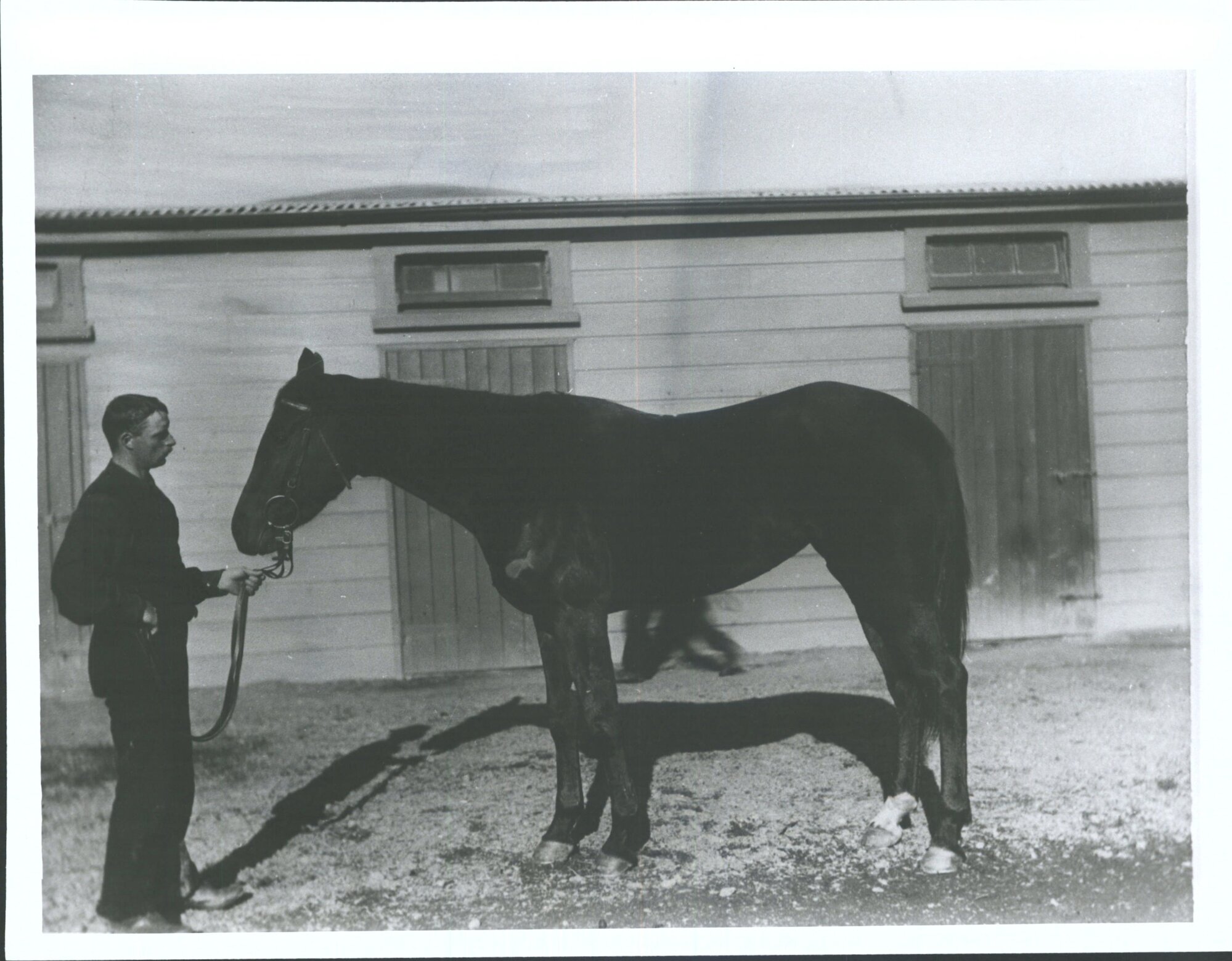 The Hon. G. McLean's Race Horse [La Prince]