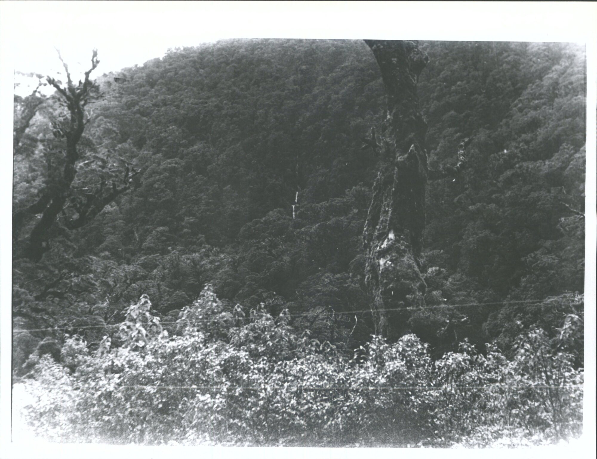 Falls viewed from Main Road   DNFC Trip