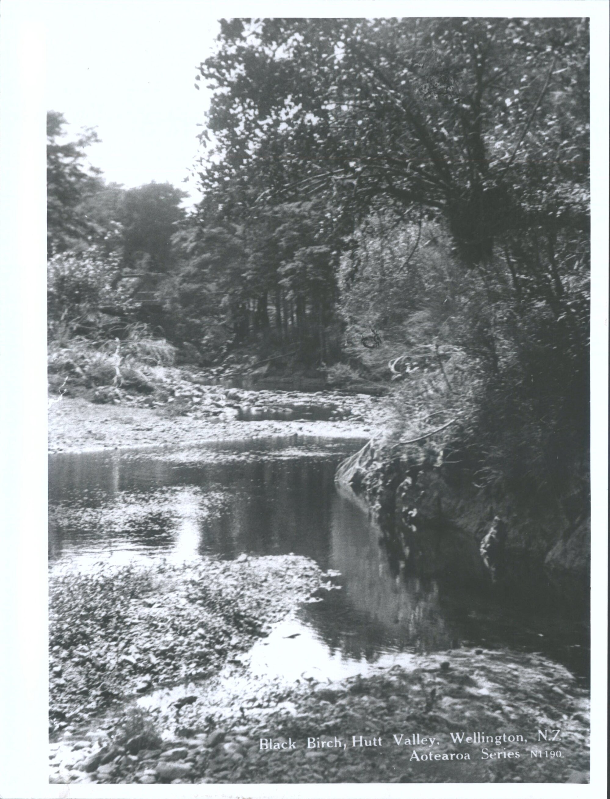 Black Birch, Hutt Valley, Wellington, N.Z.