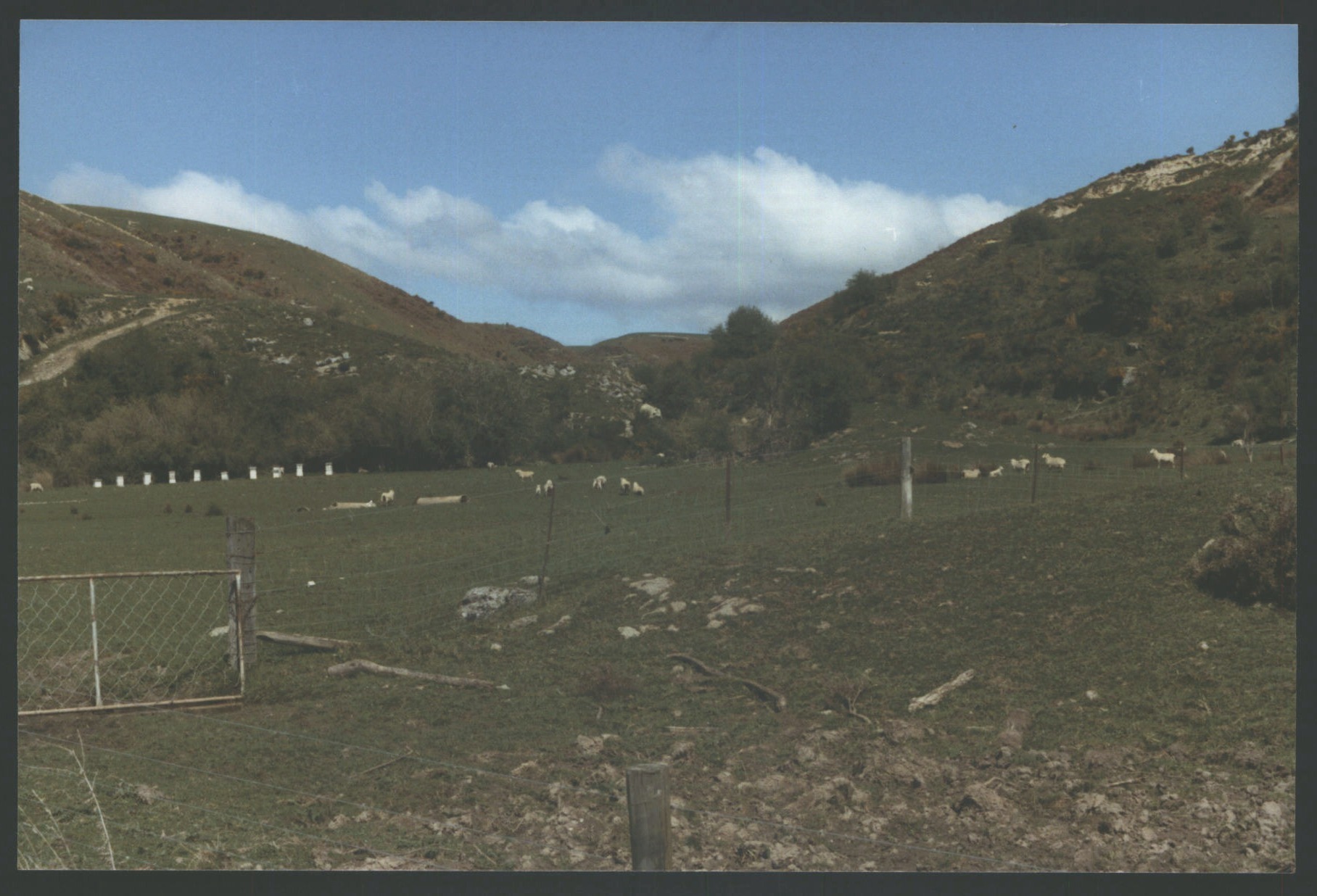 Beehives in paddock on Island Block