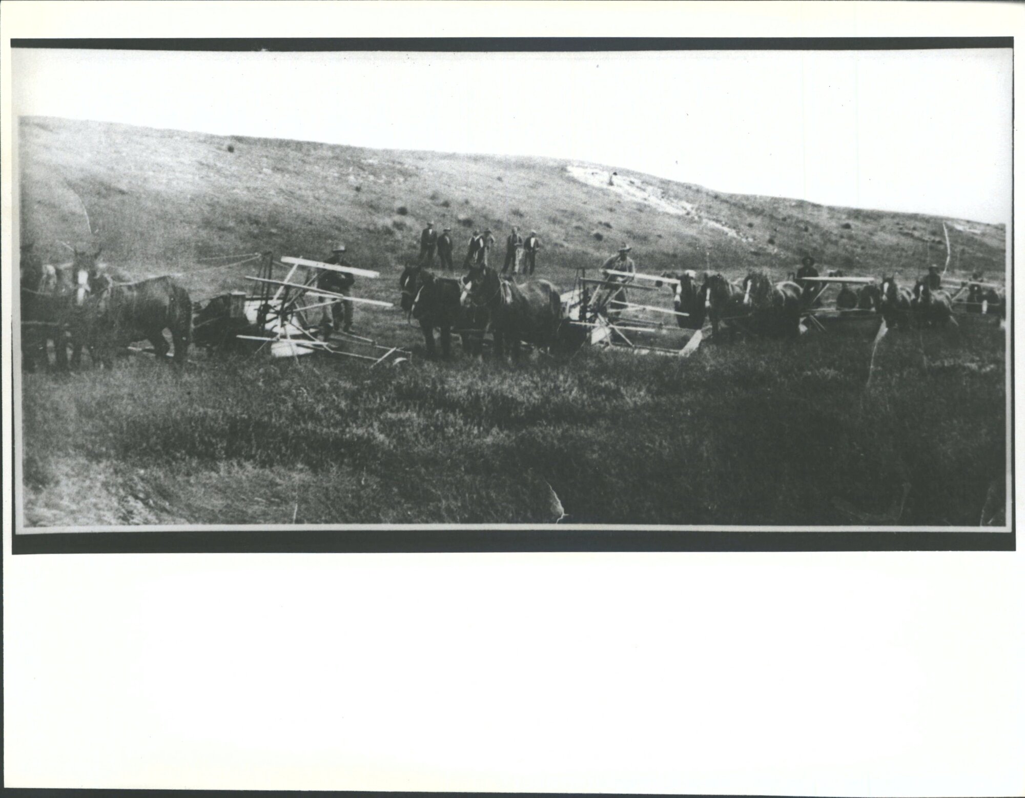 Cutting Fescue for Seed