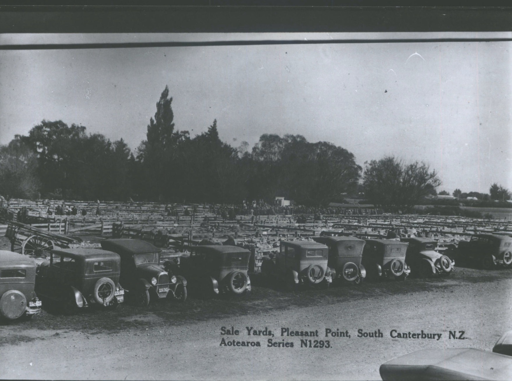 Sale Yards, Pleasant Point, South Canterbury N.Z.