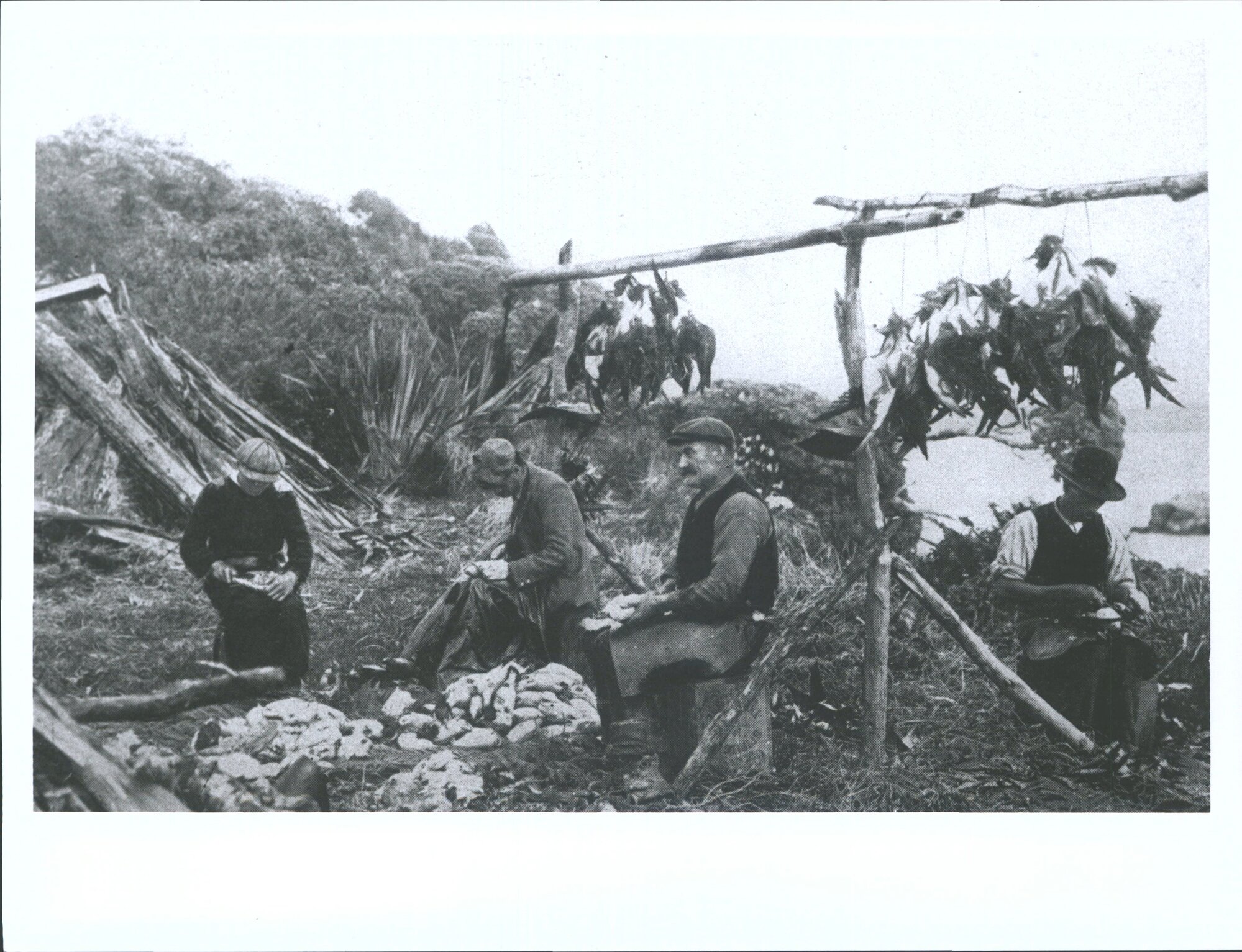 Splitting and preparing Muttonbirds for the Market