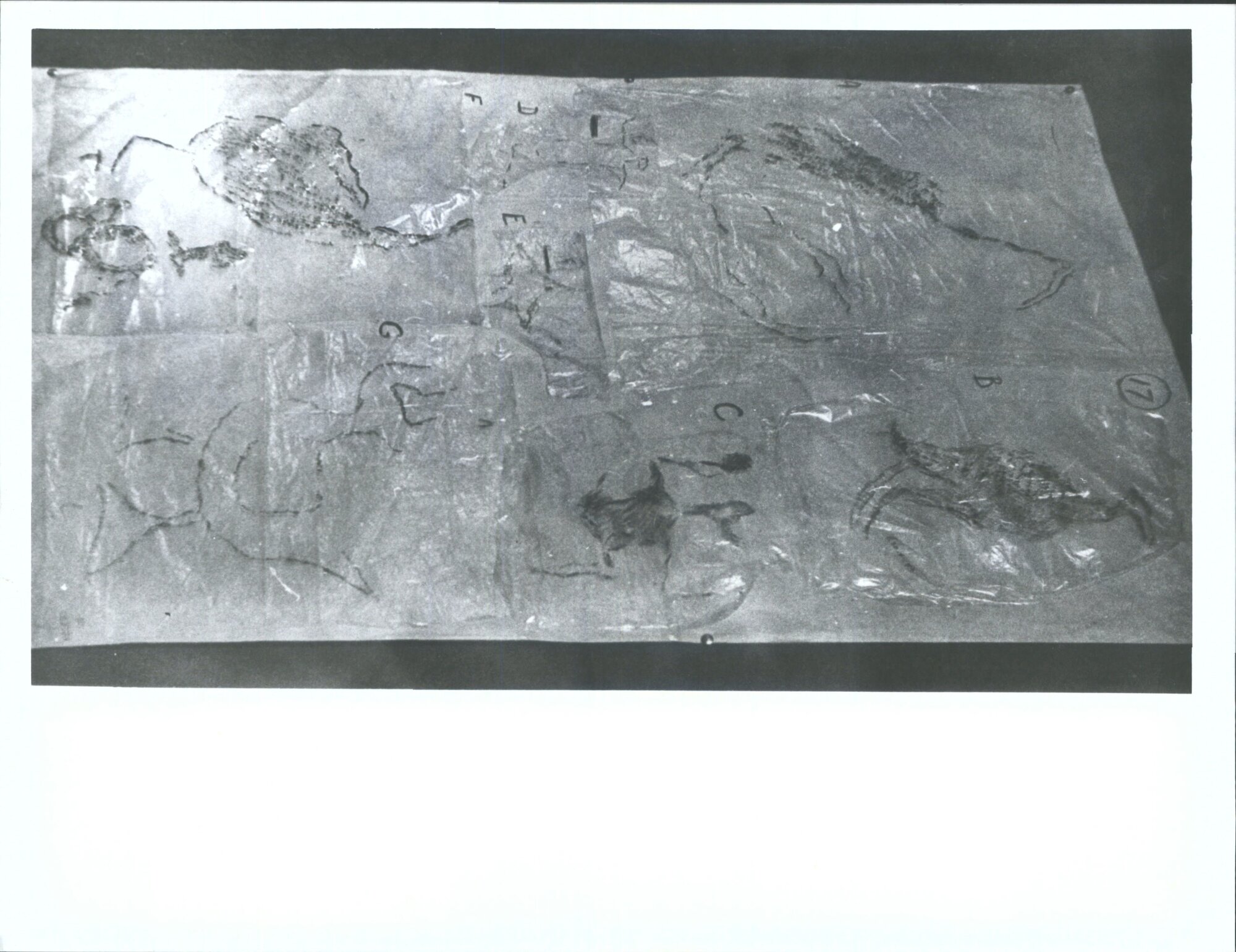 "Bird, human &amp; aquatic forms."