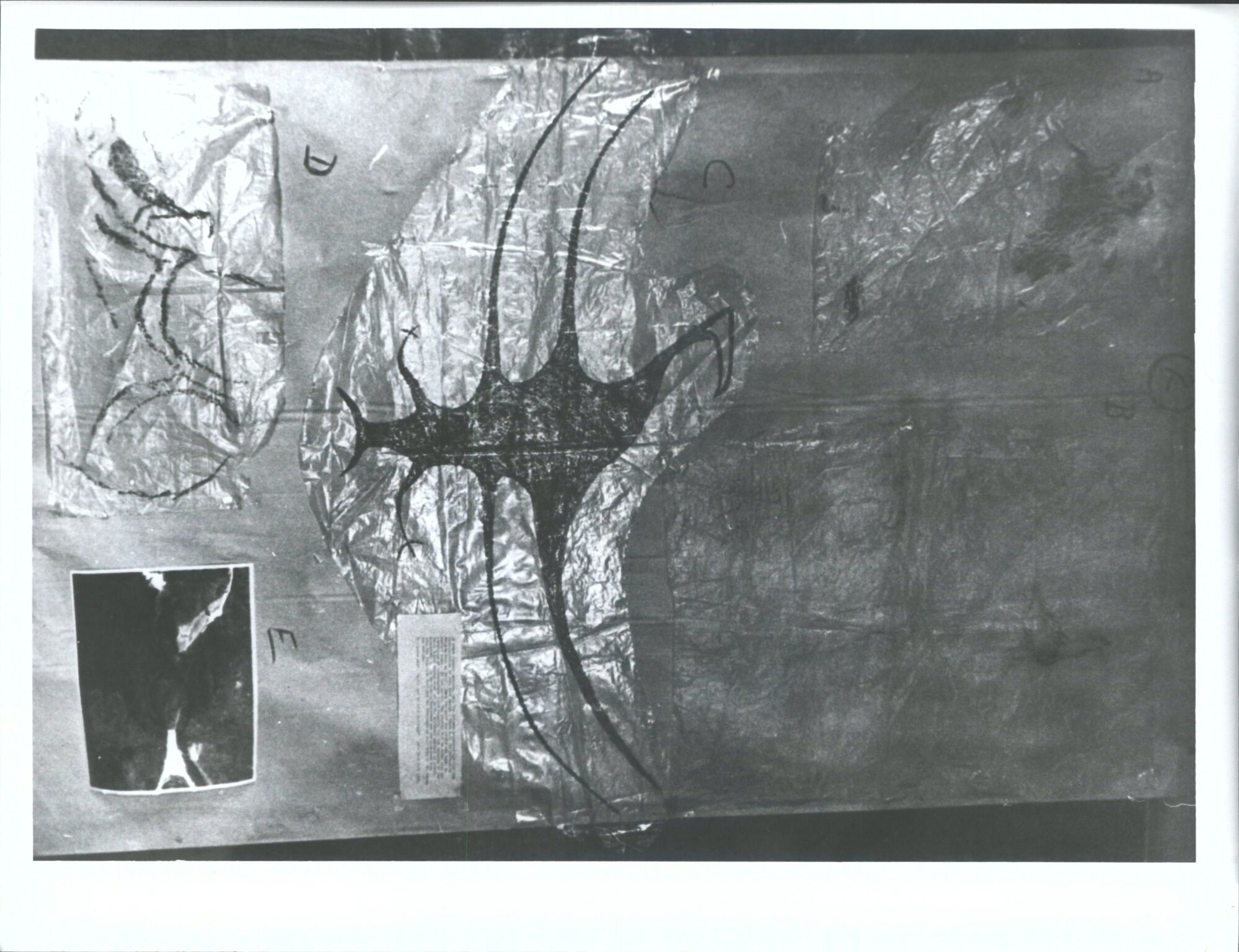 A. Human B. Birds C. Bird D. Dog E. Photo of dog