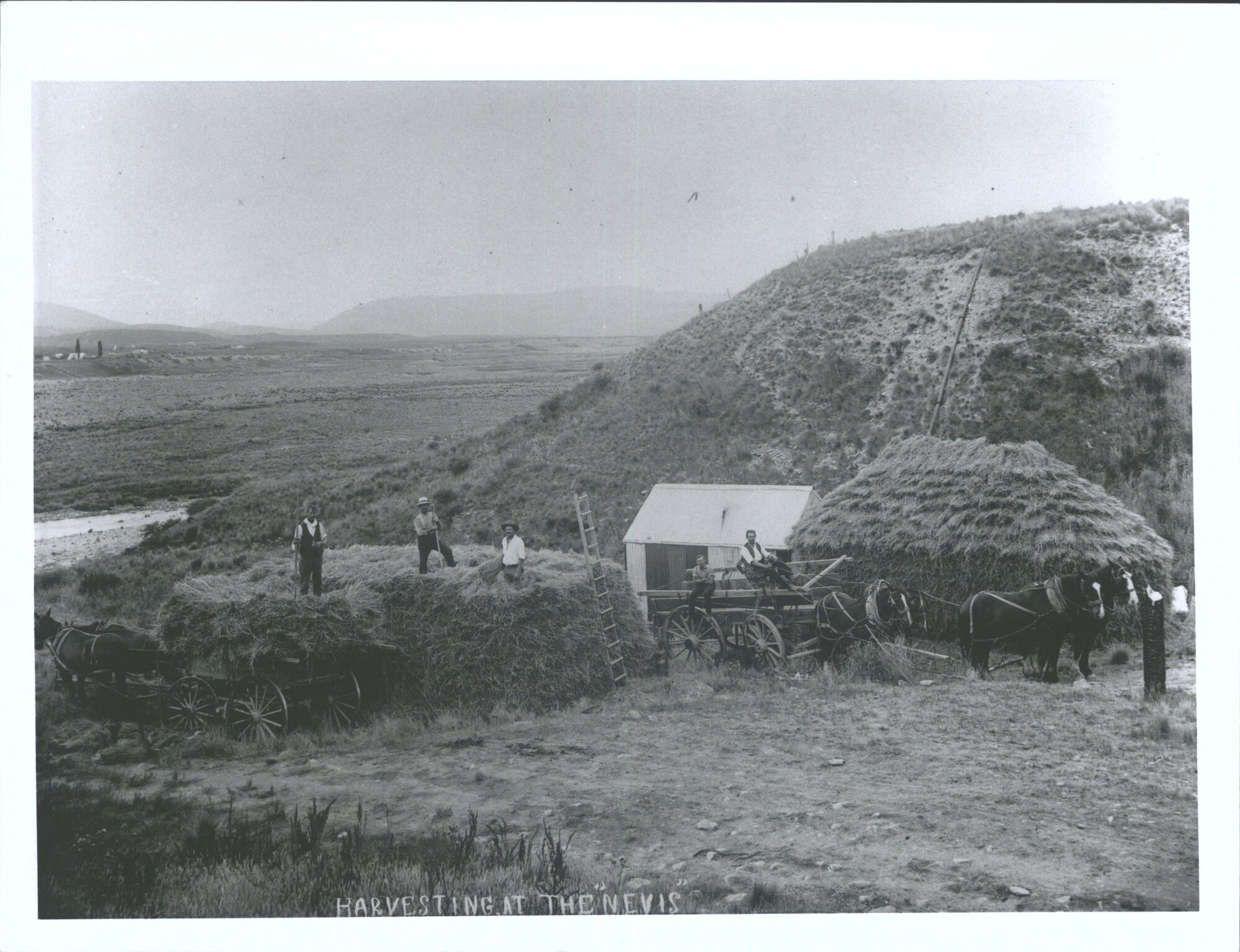 Harvesting at the Nevis