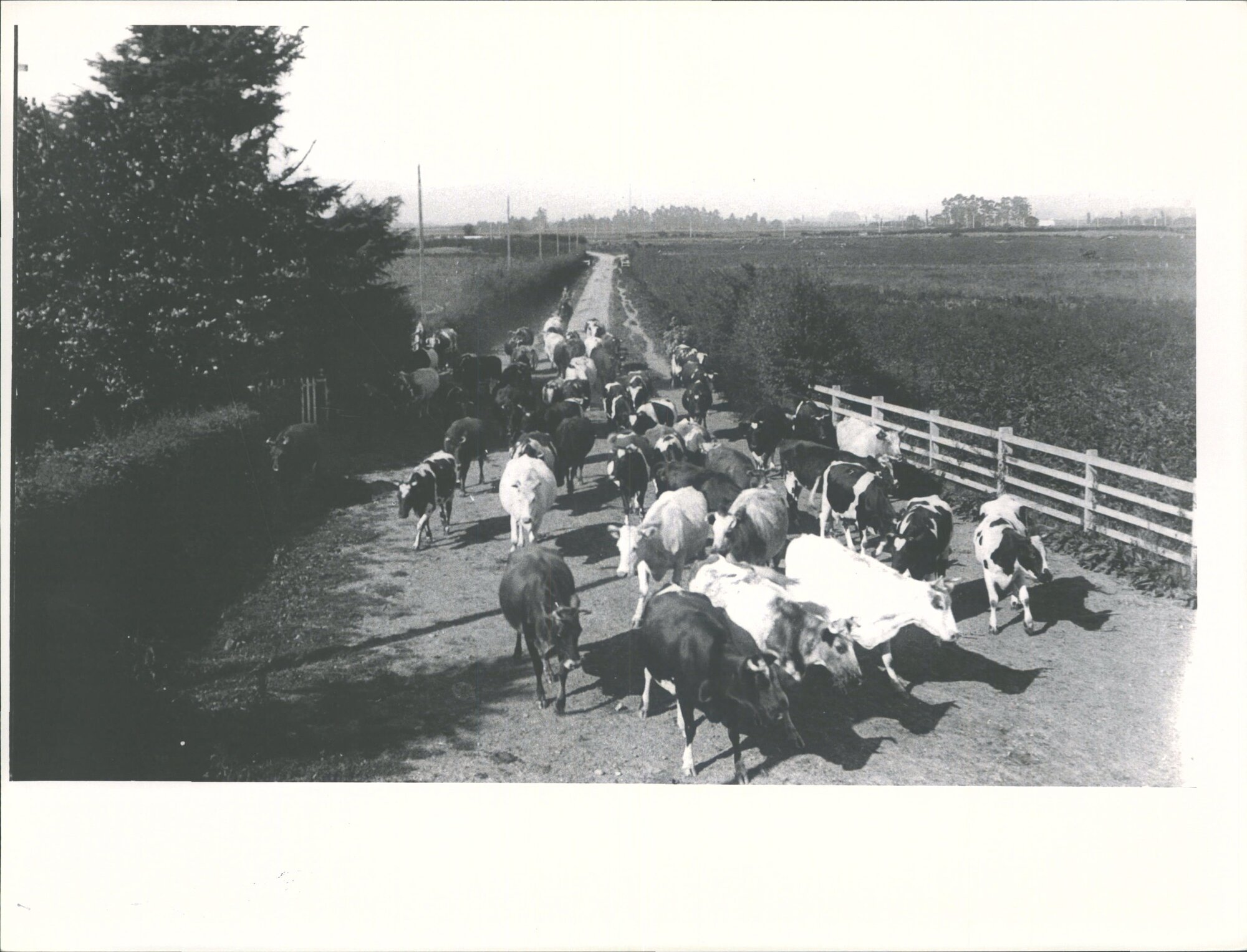 "Elm Grove", Kirkland's Farm