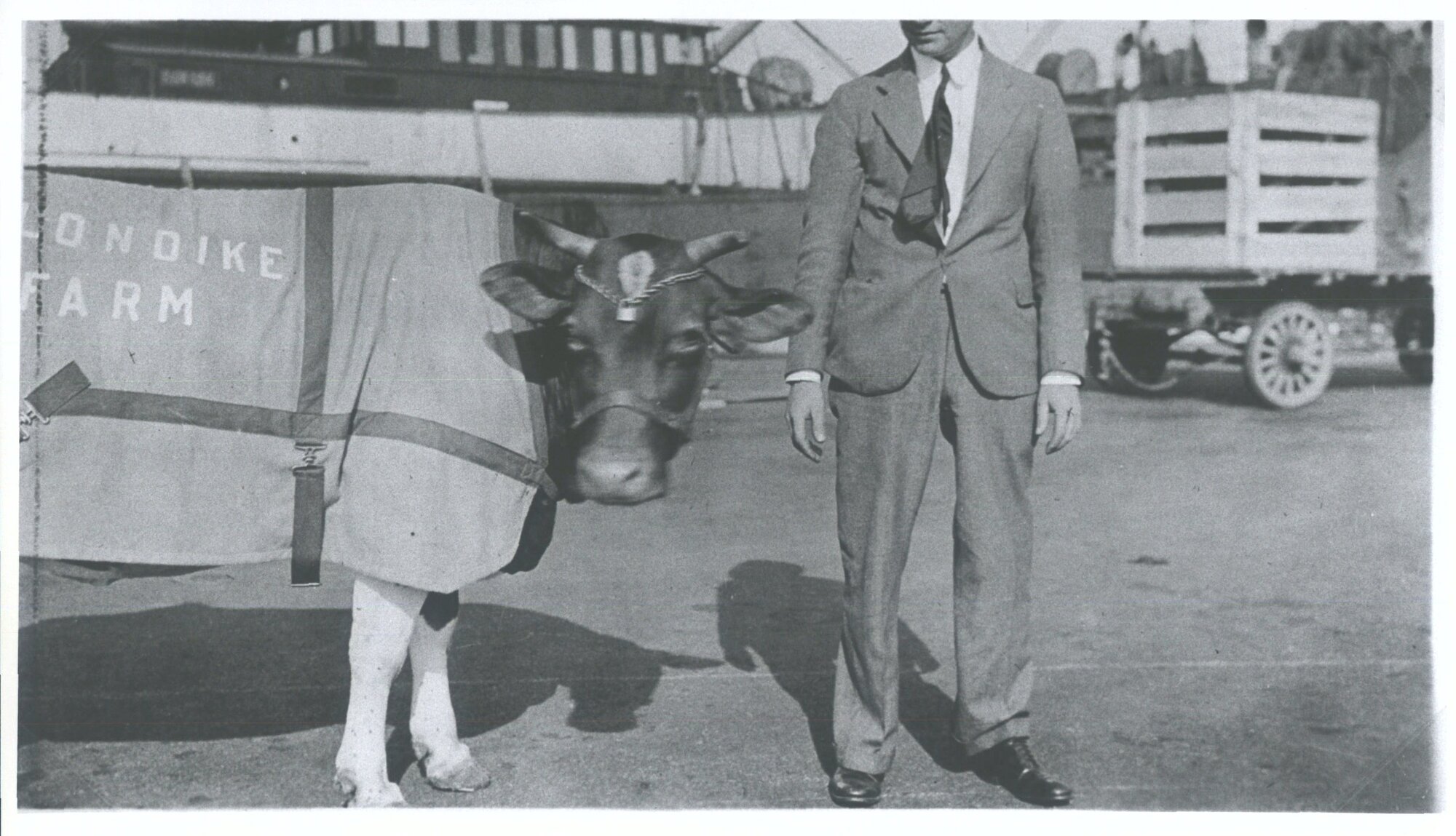 [Cow before getting on the ship]