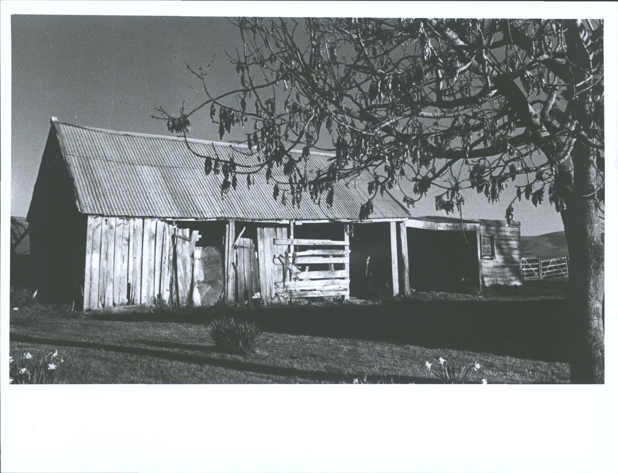 McGregor's "Birkenshaw", Milburn, Otago