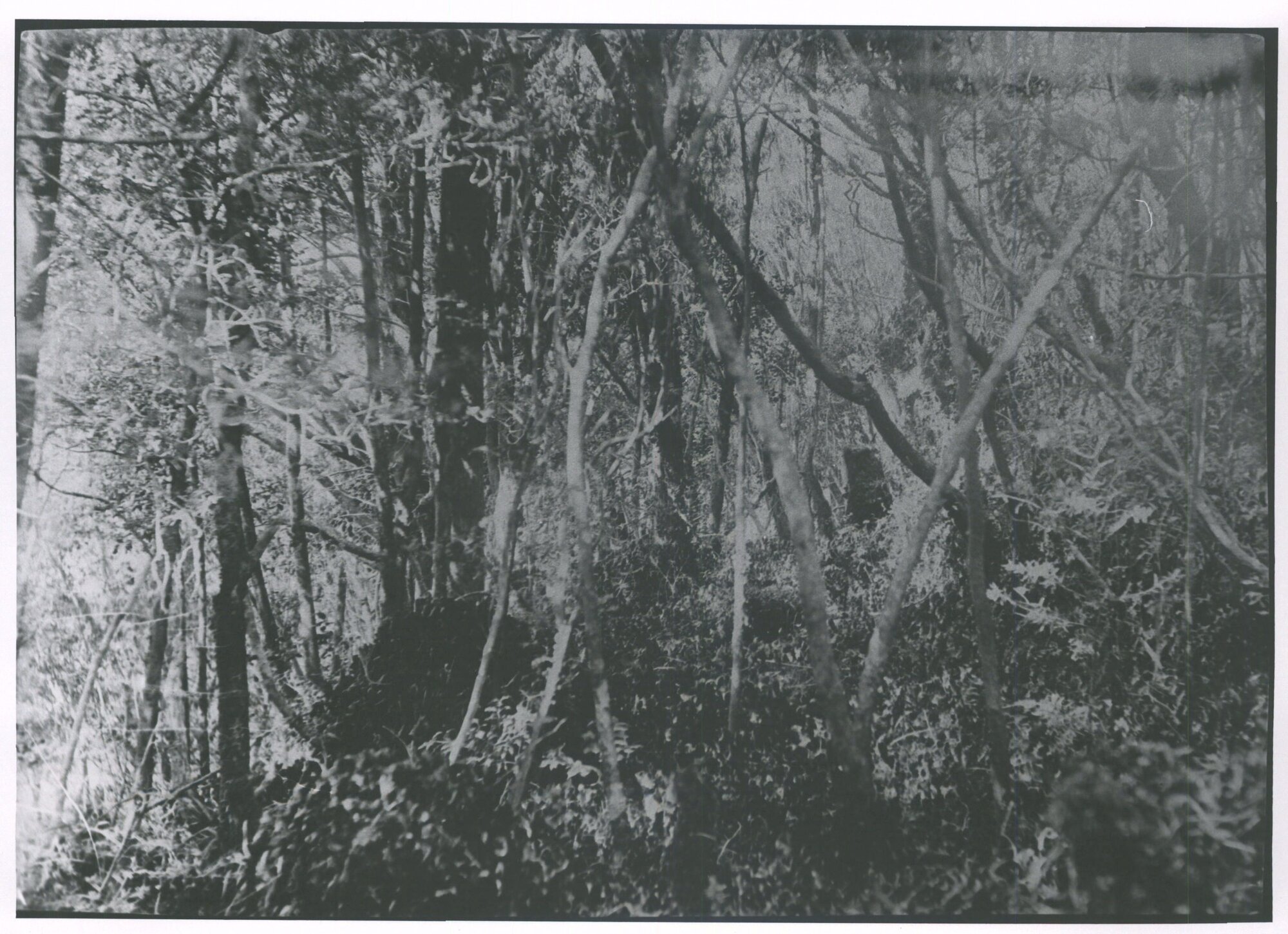 [Trees cut down by Capt Cook?]