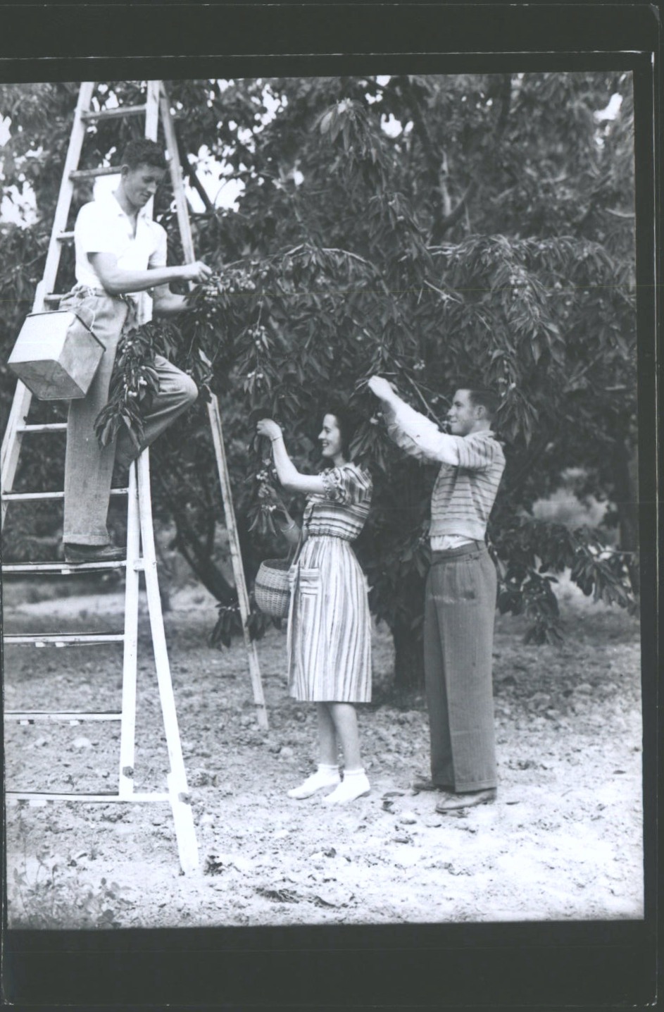 AGRICULTURE Cherry picking at Roxburgh 1939