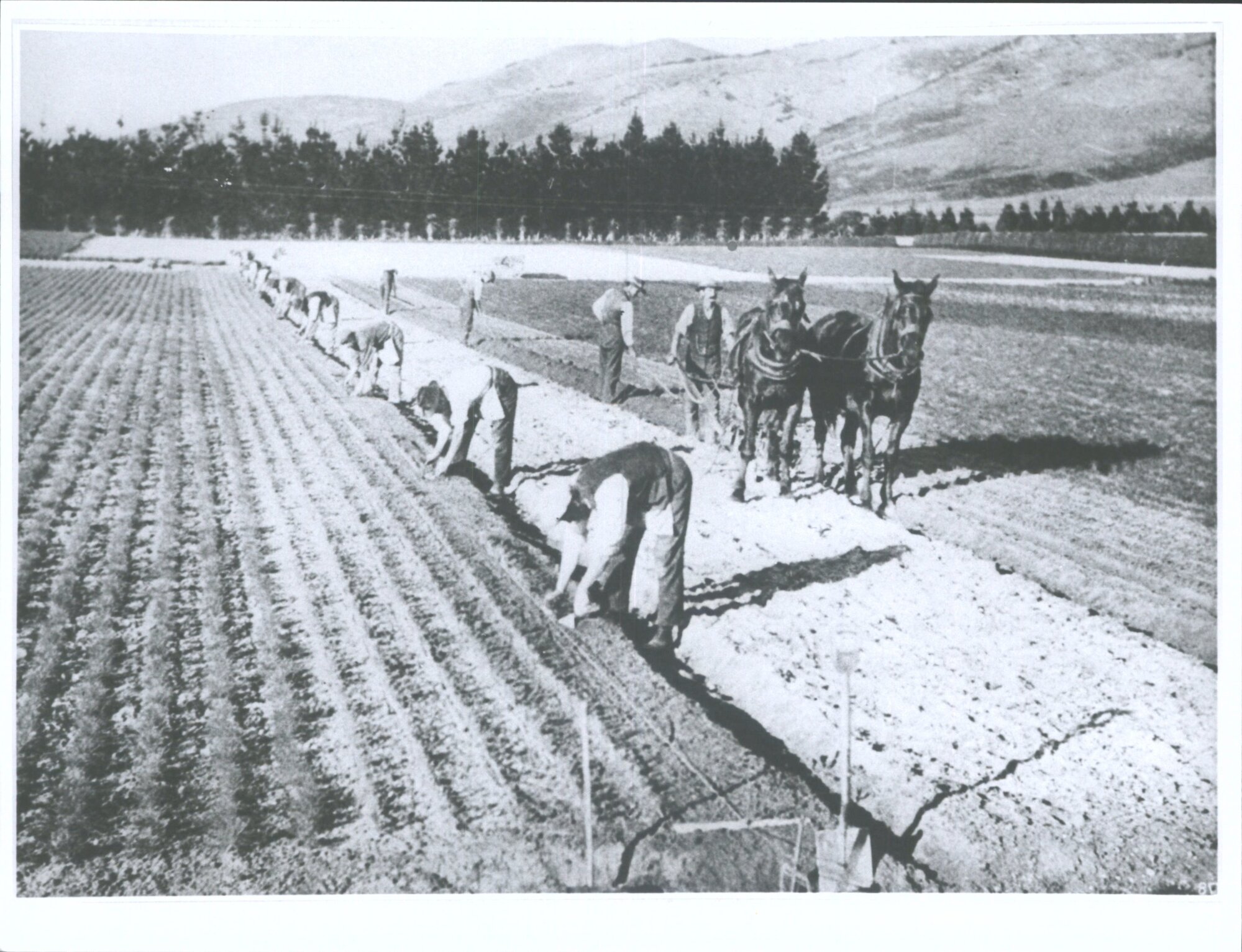 New Zealand Forest Service Nursery - Lining-out seedling pines