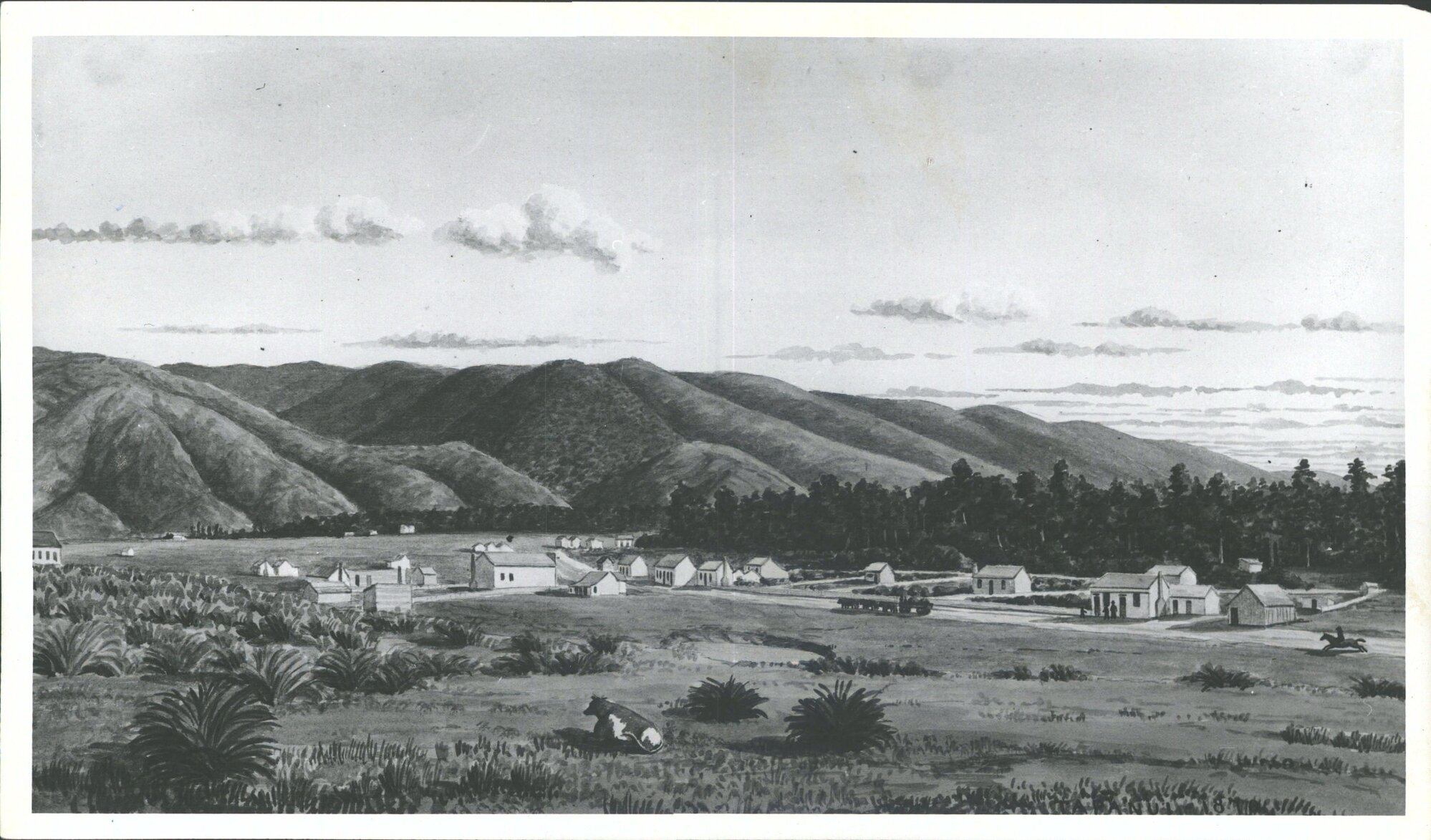 Tapanui