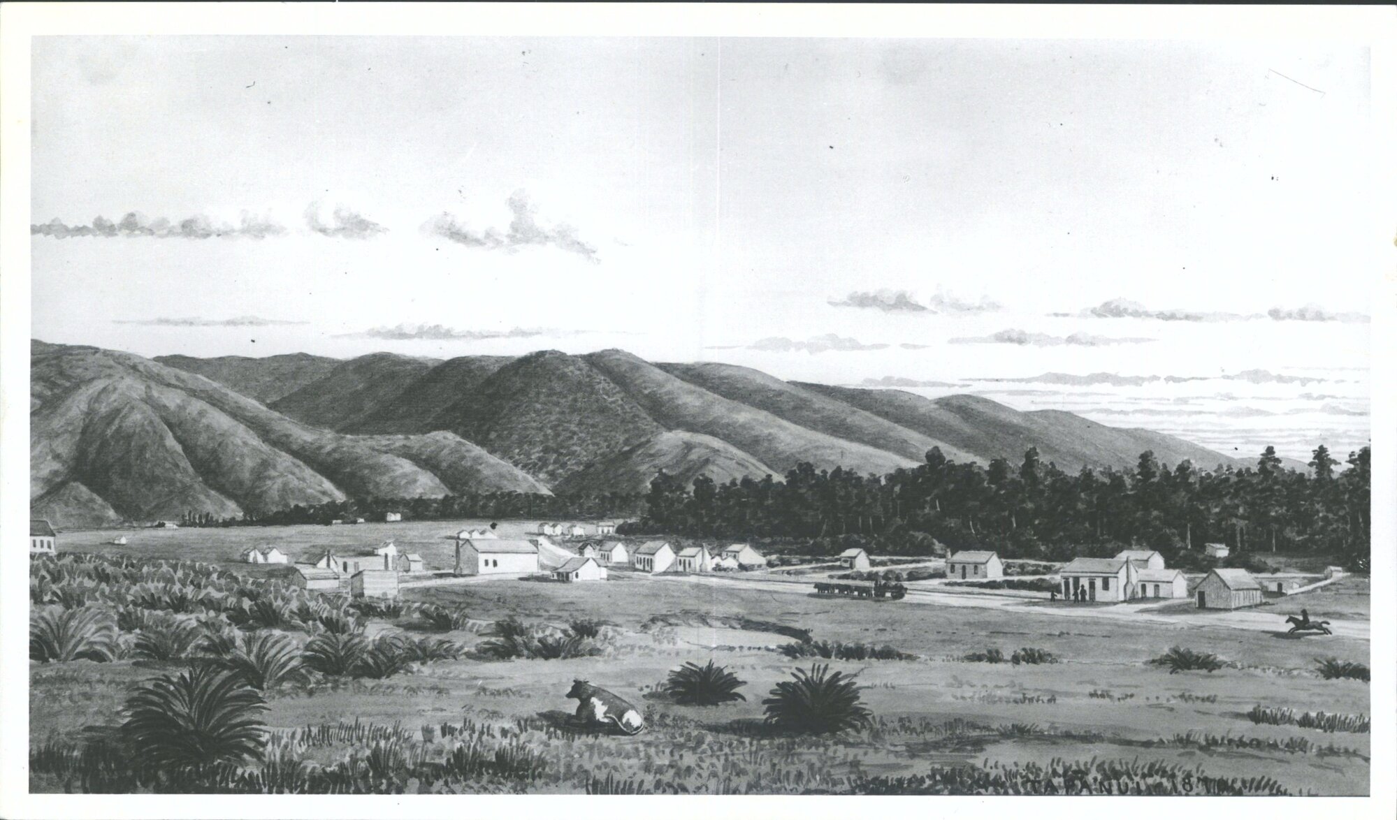 Tapanui