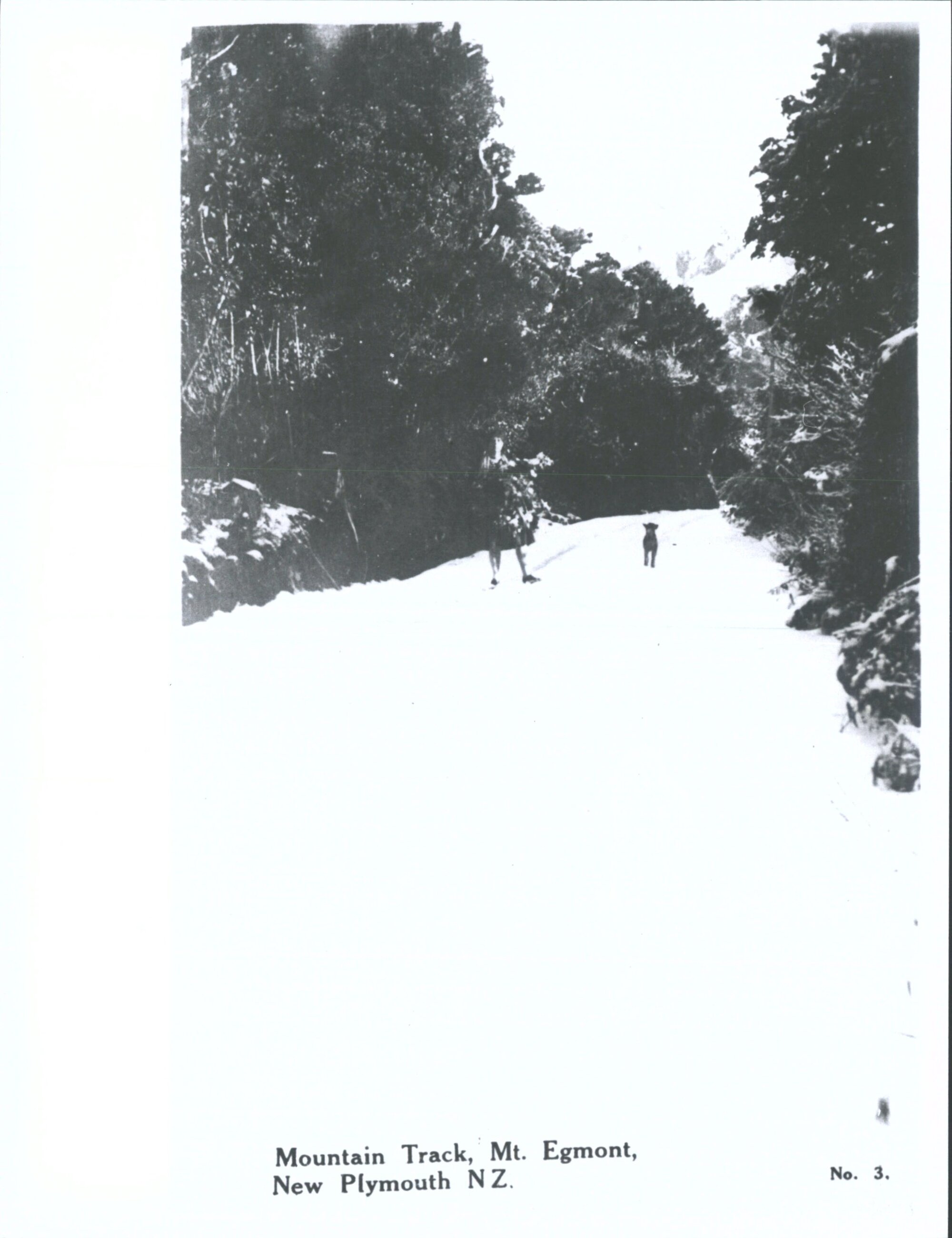 Mountain Track, Mt. Egmont, New Plymouth, N.Z.