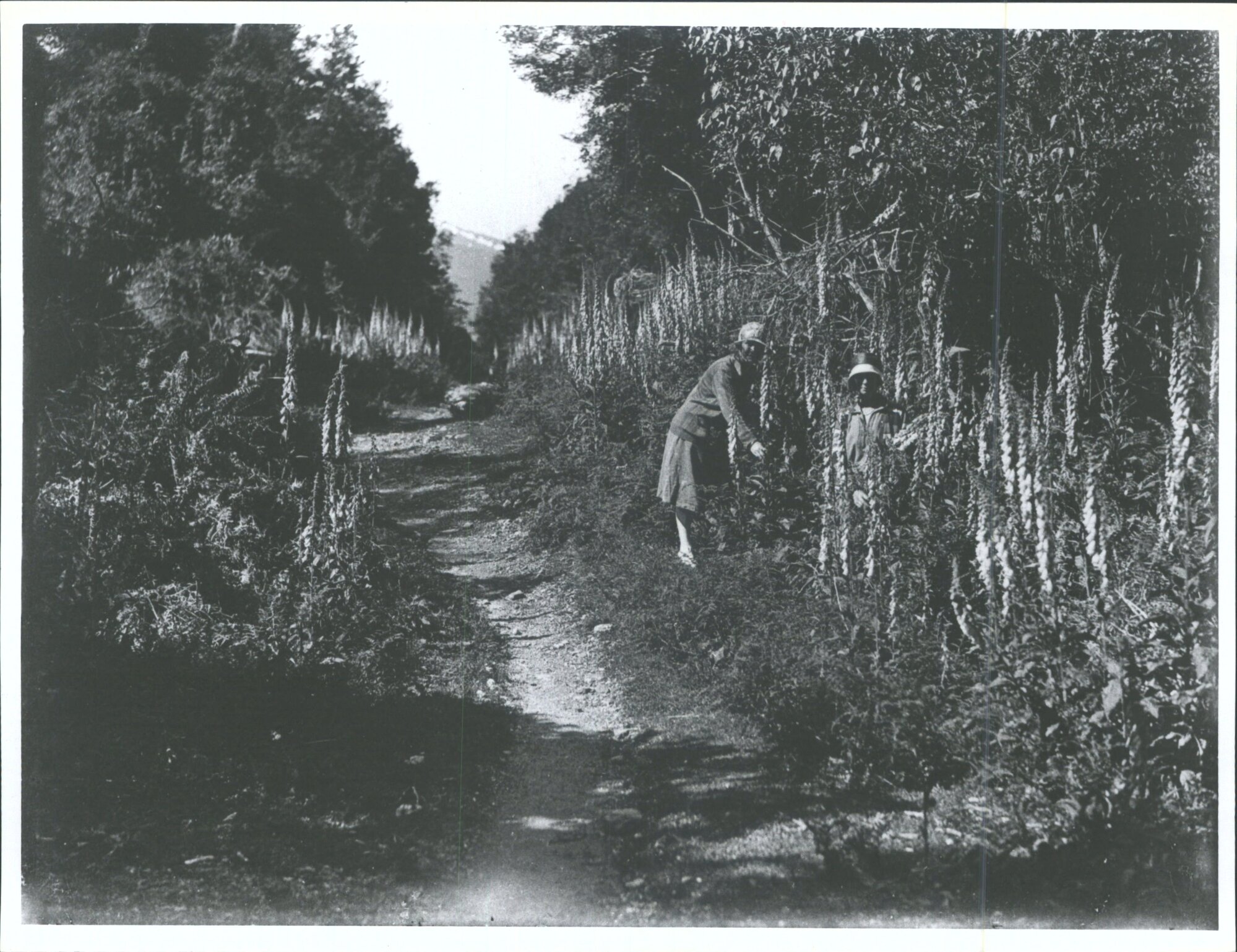 Among the wildflowers