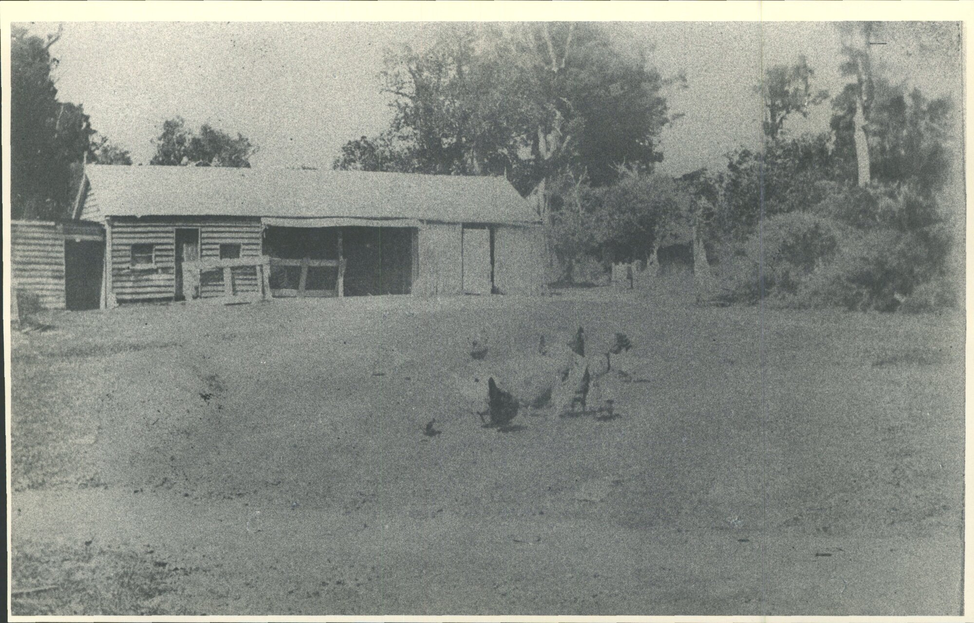 Southland: Shed with hens
