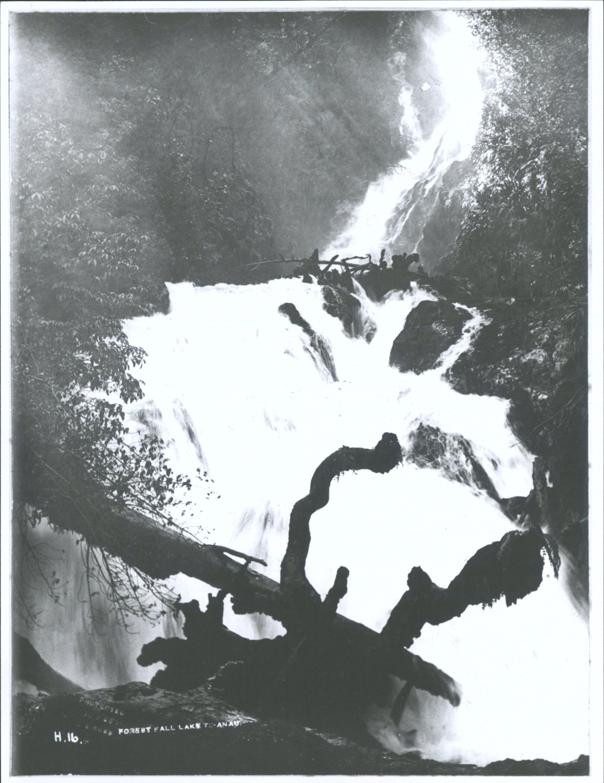 Forest Fall, Lake Te Anau