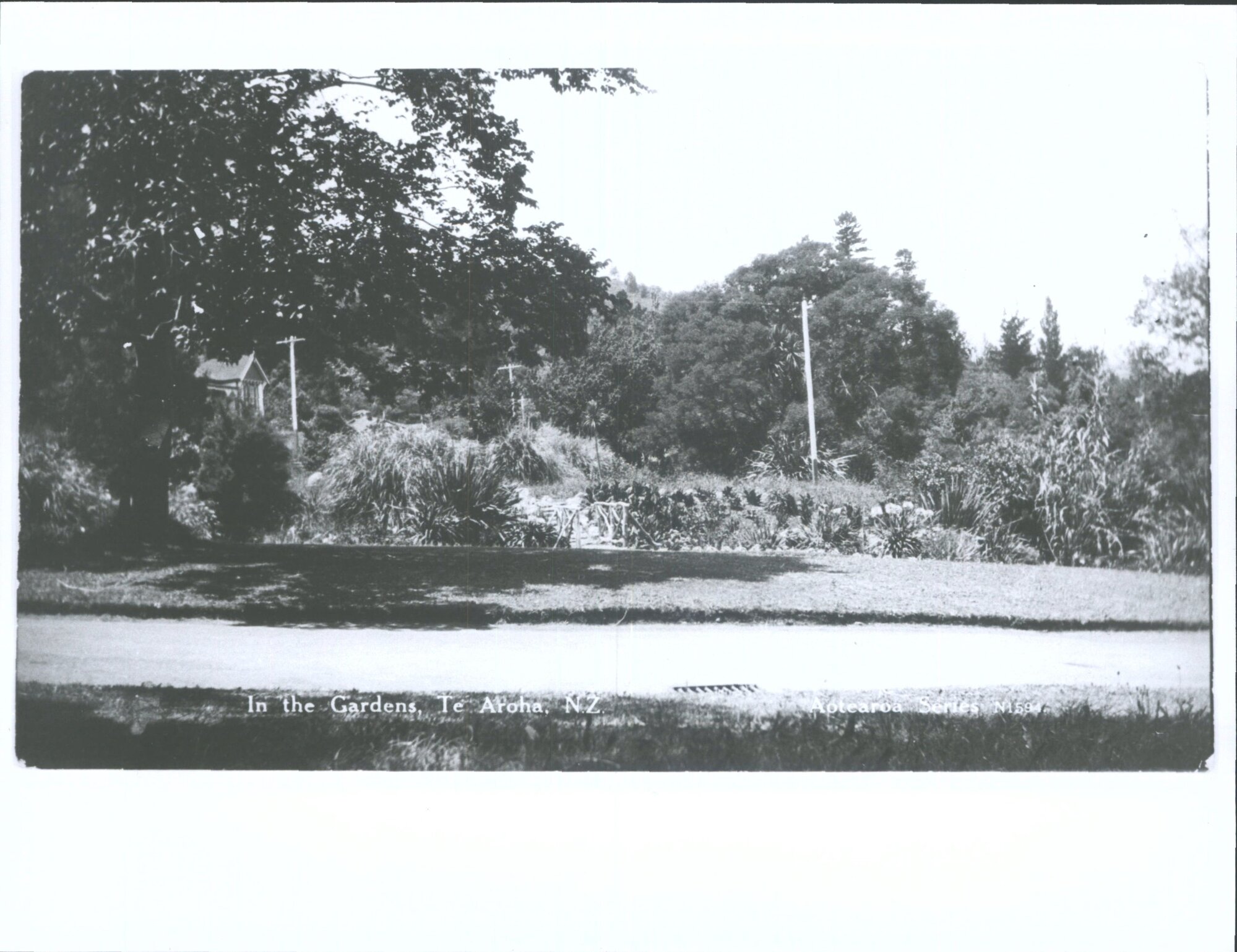 In the Gardens, Te Aroha, N.Z.