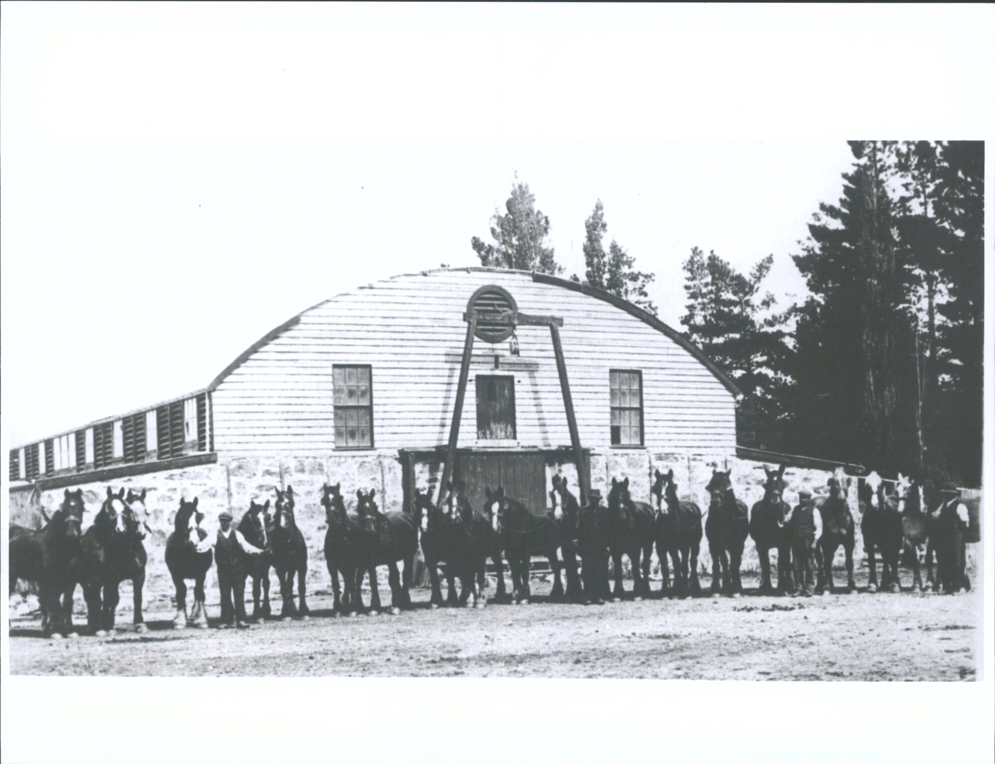 Station horses in front of the big wool shed at Teviot