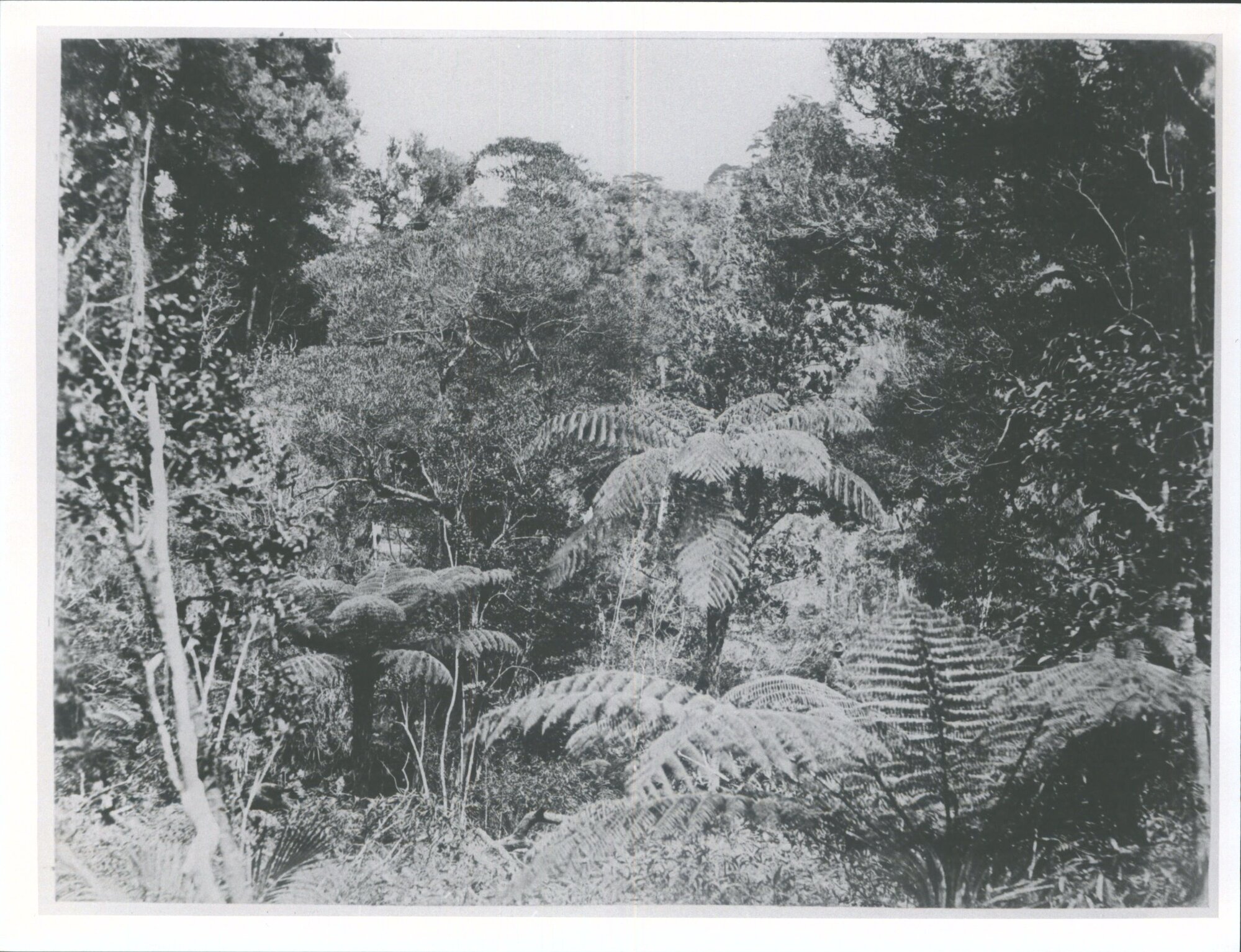 Bush Scene on the Thames Embankment