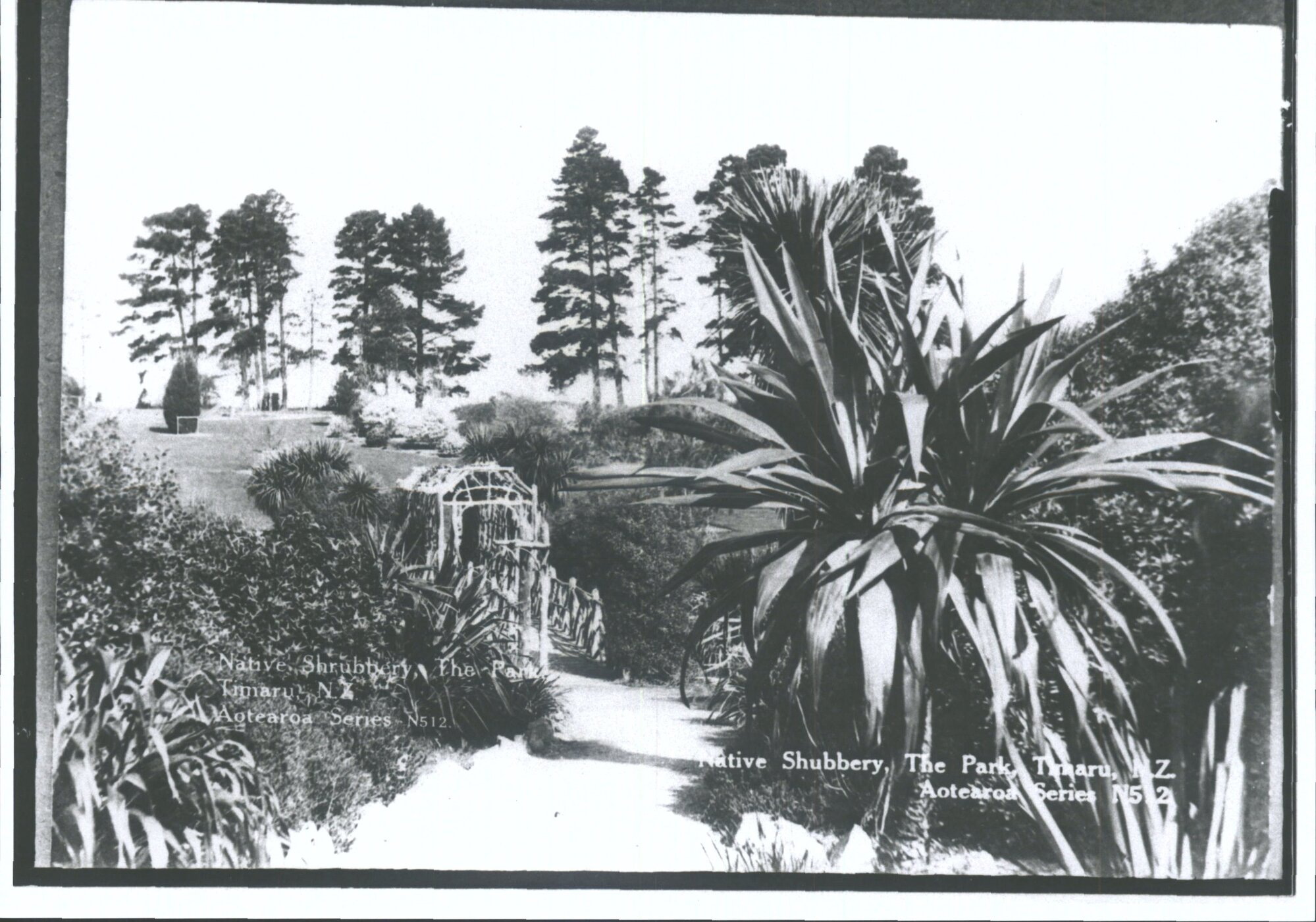 Native Shrubbery, The Park, Timaru, N.Z.