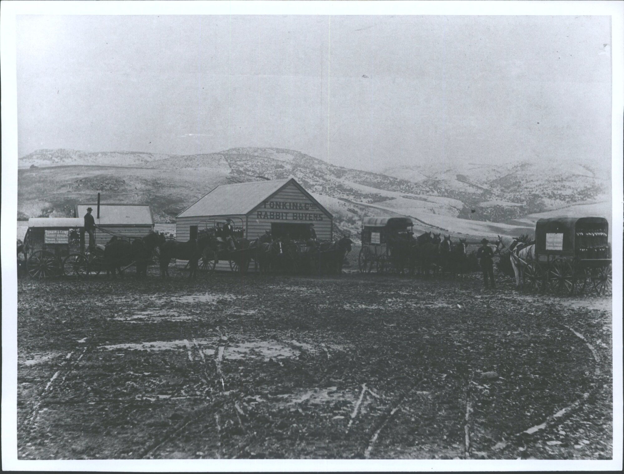 Tonkin &amp; Co. Rabbit Buyers at Miller's Flat