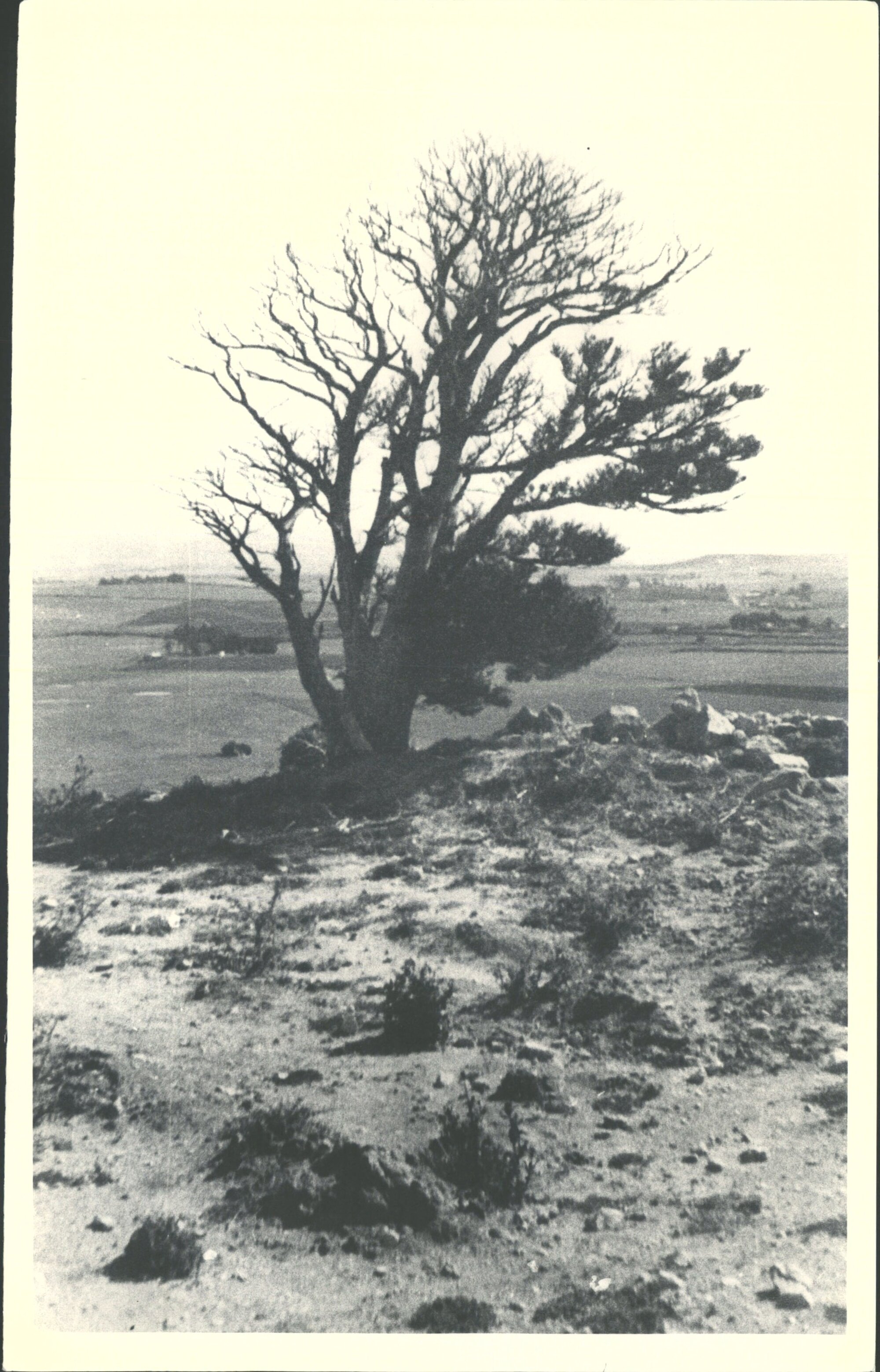 Totara Tree from which District is Named