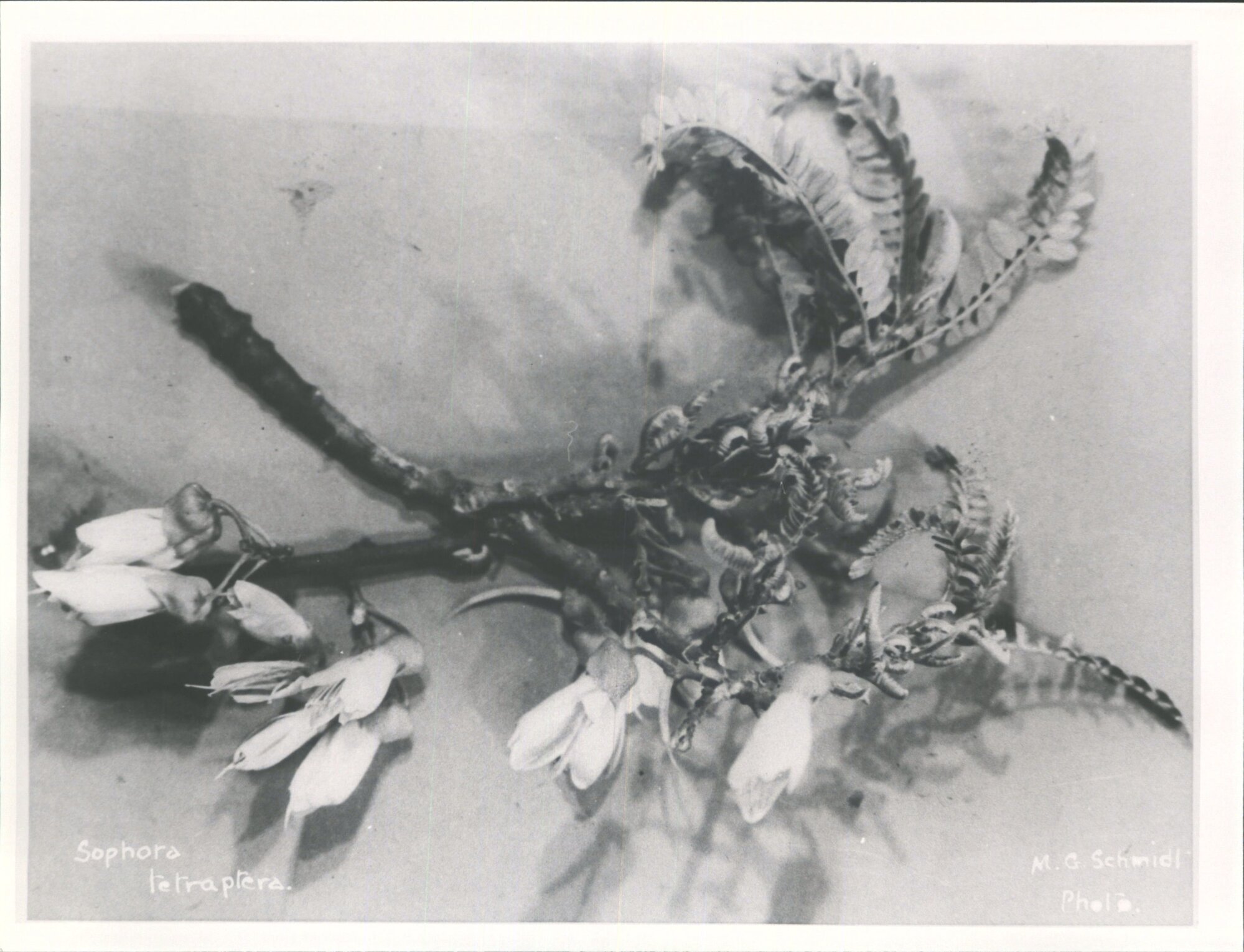 Kowhai - Sophora tetraptera