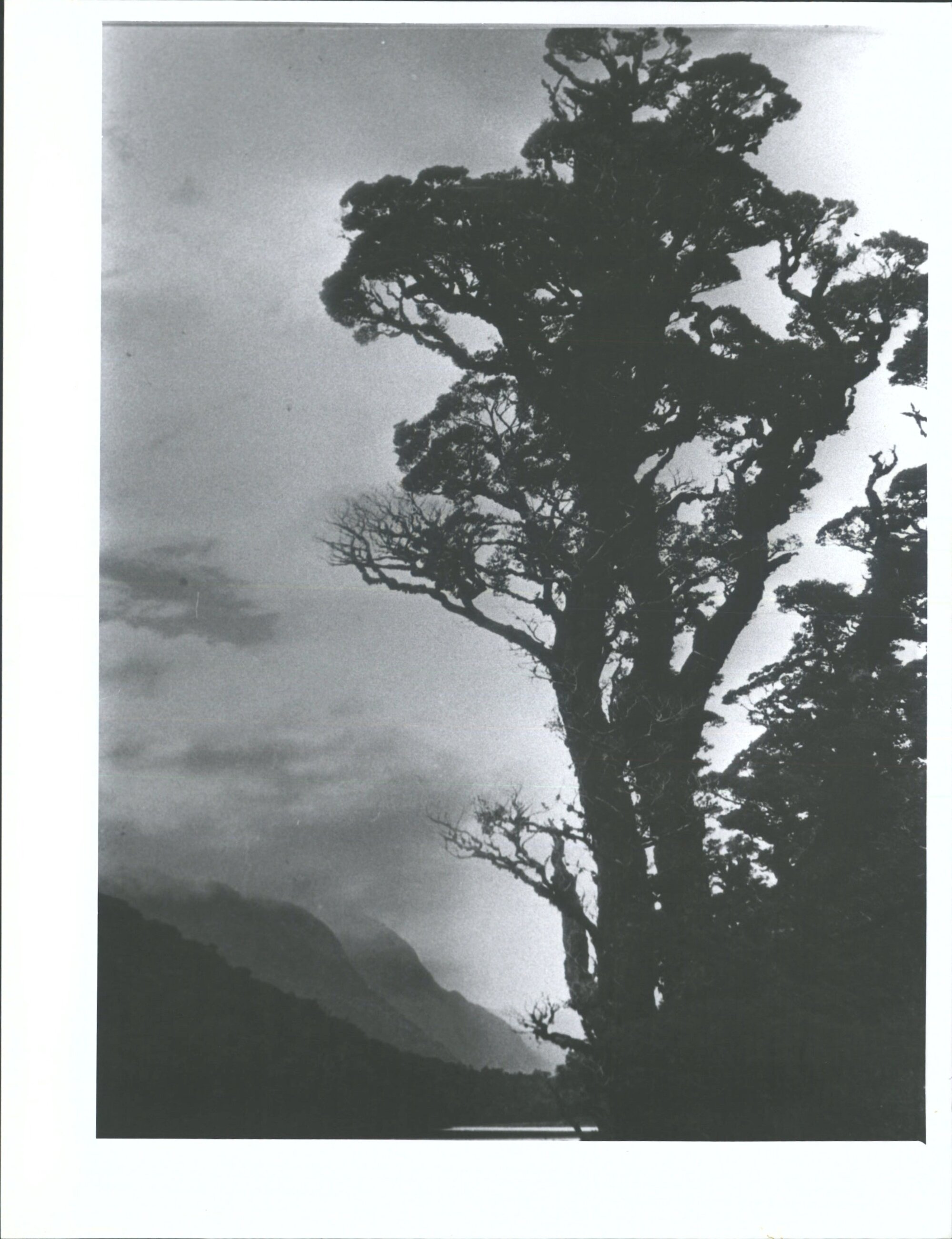 Lake Howden - A Forest Giant