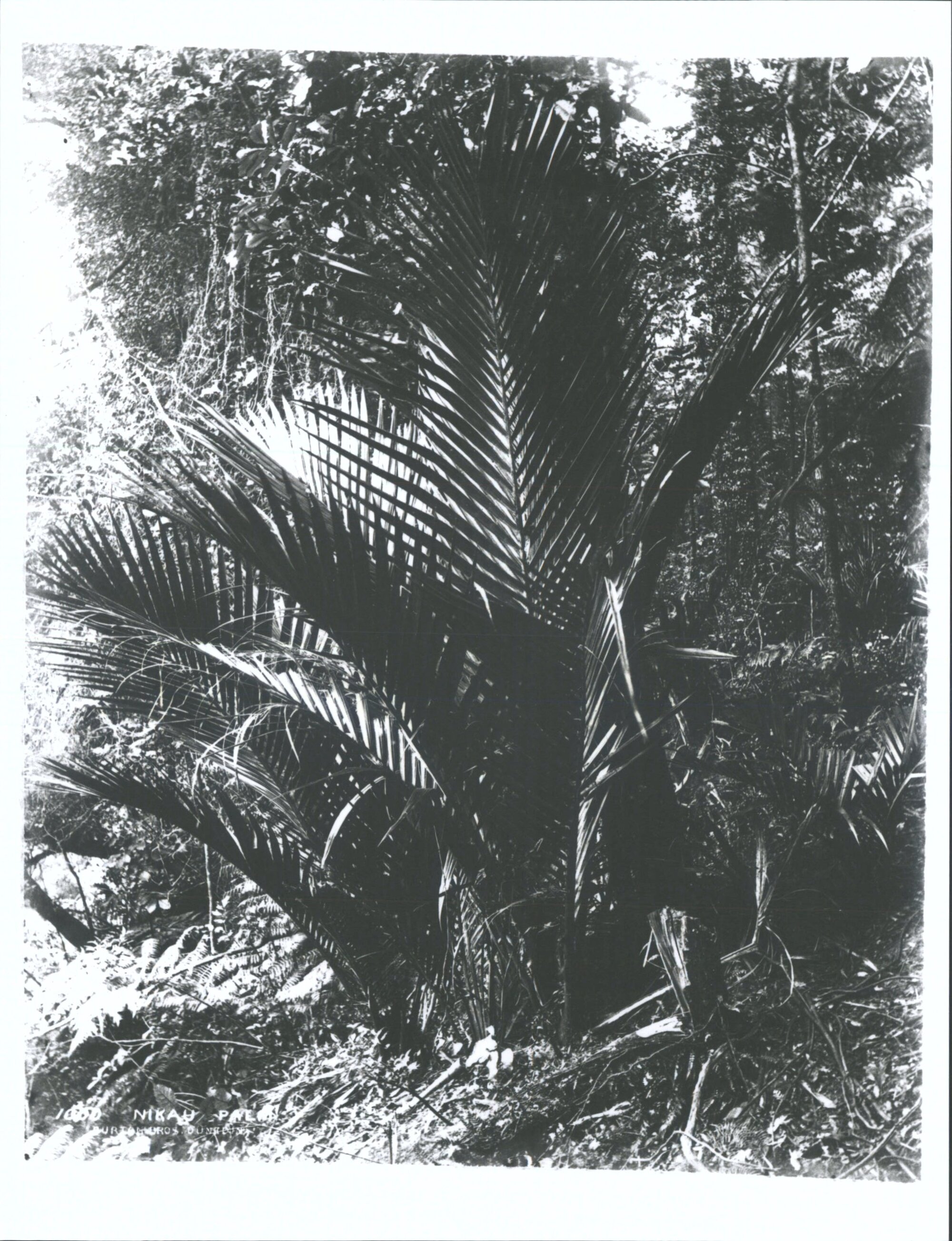 Nikau Palm