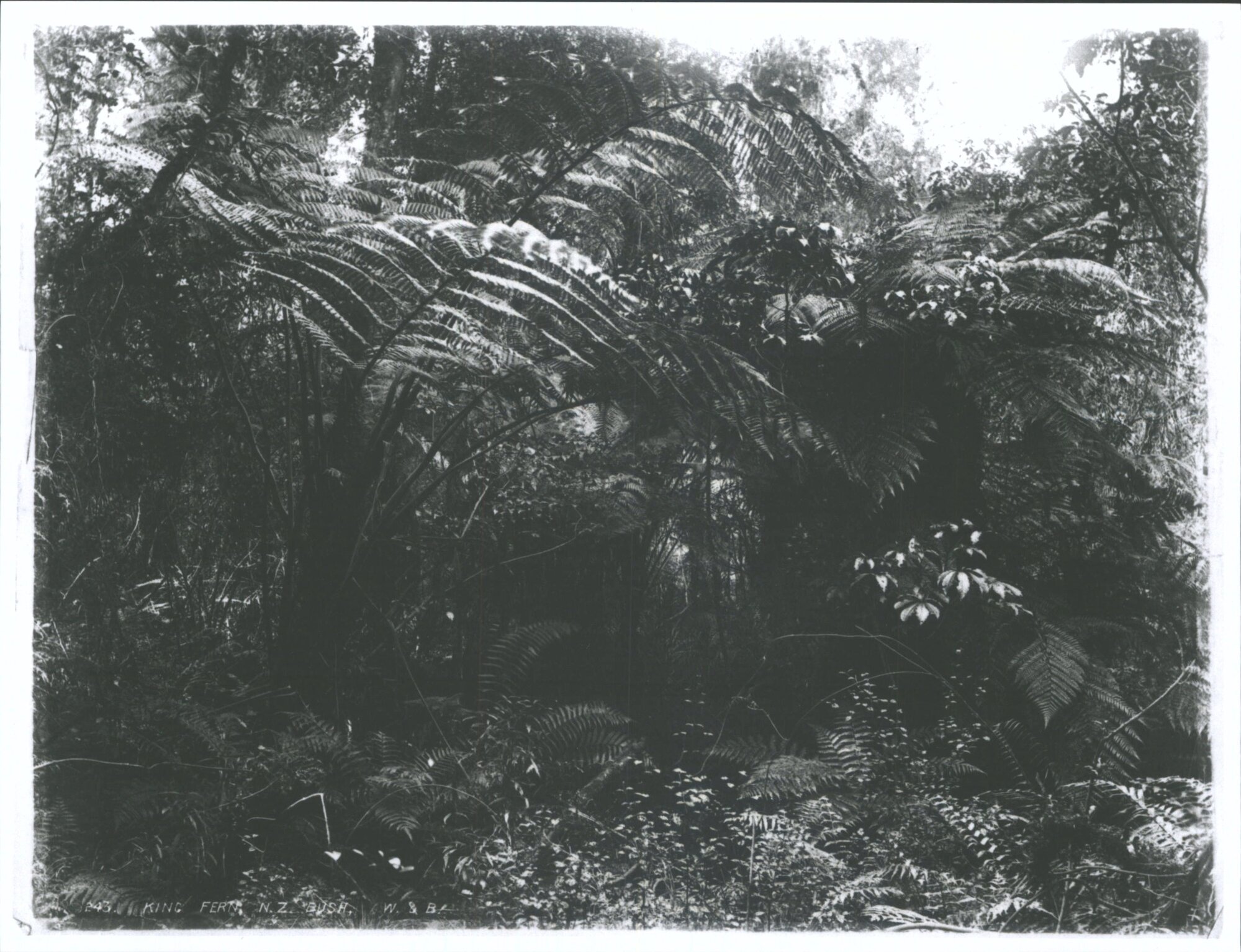 King Fern, N.Z. Bush