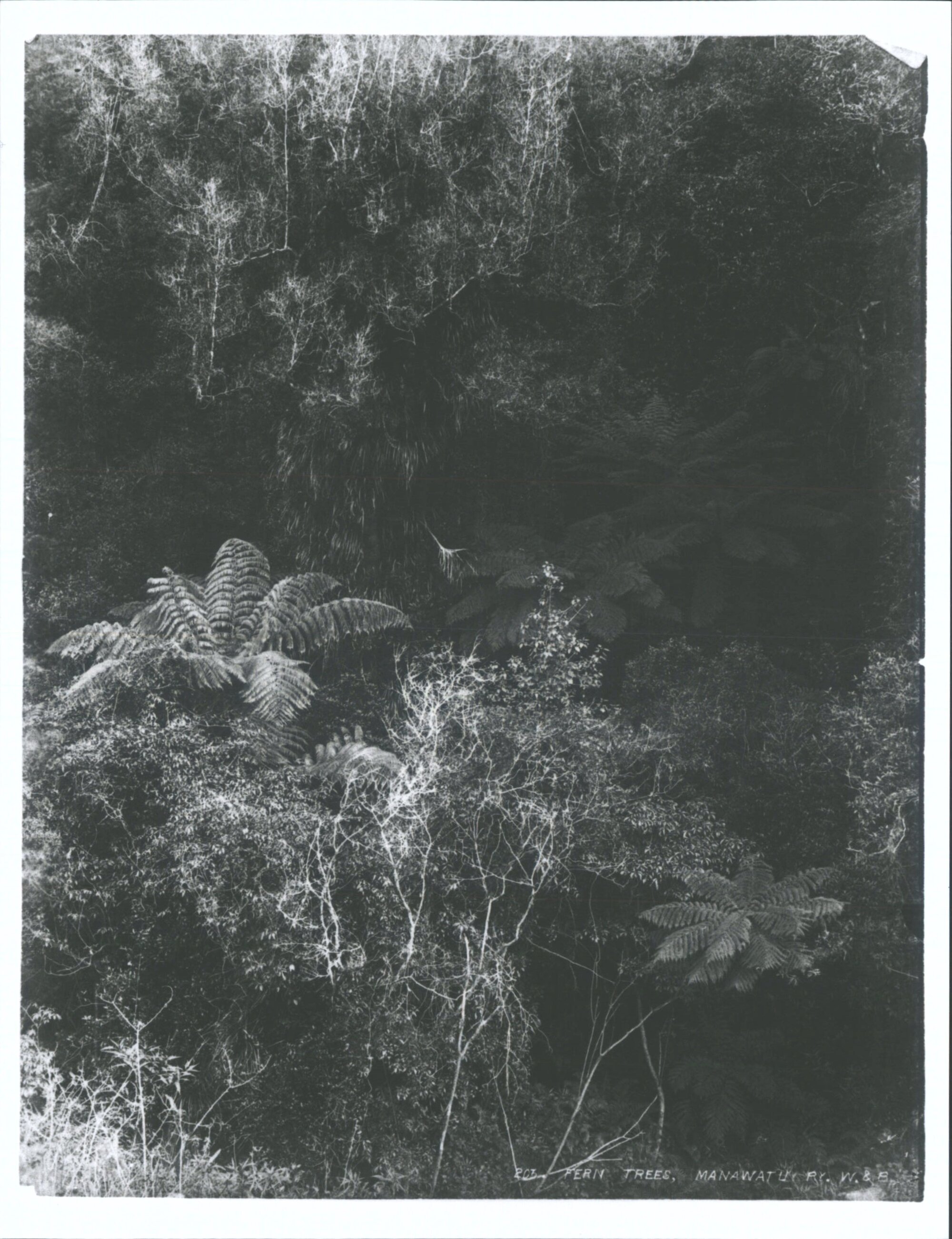 Fern Trees, Manawatu