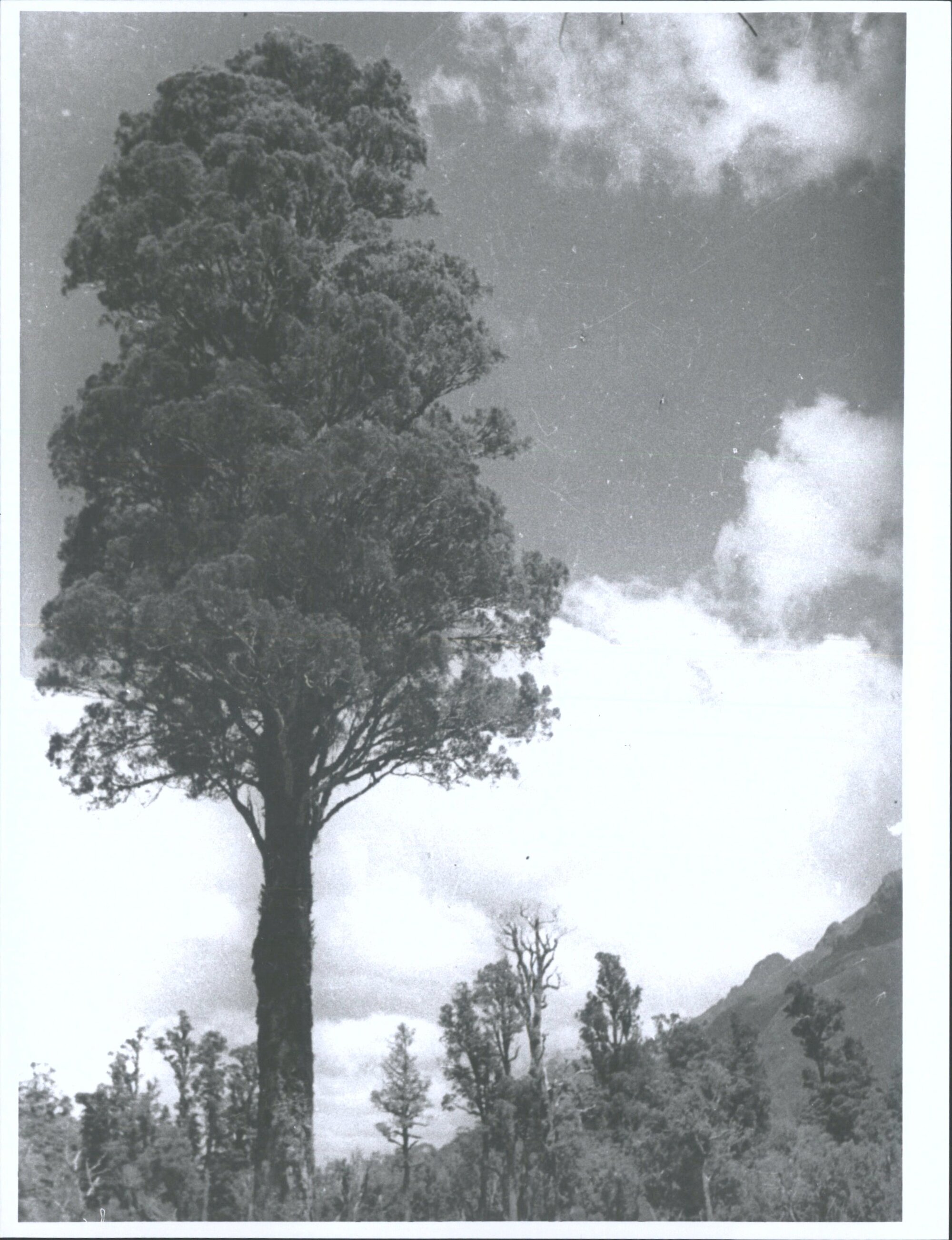 Silver Beech, Lower Hollyford Track