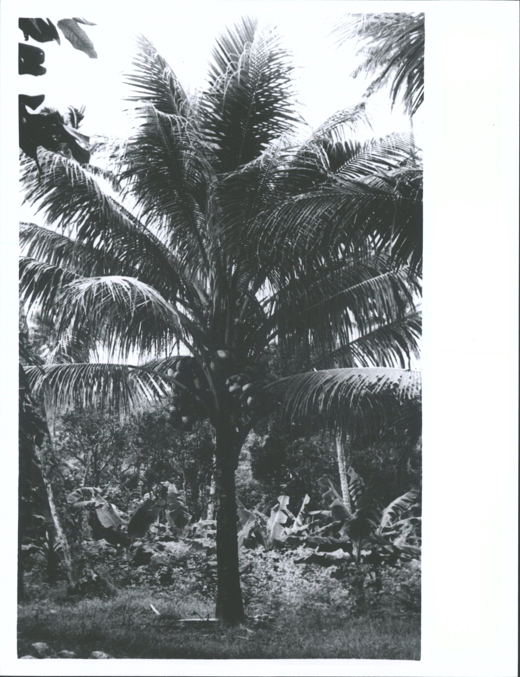 Coconut palms - coconuts on young tree