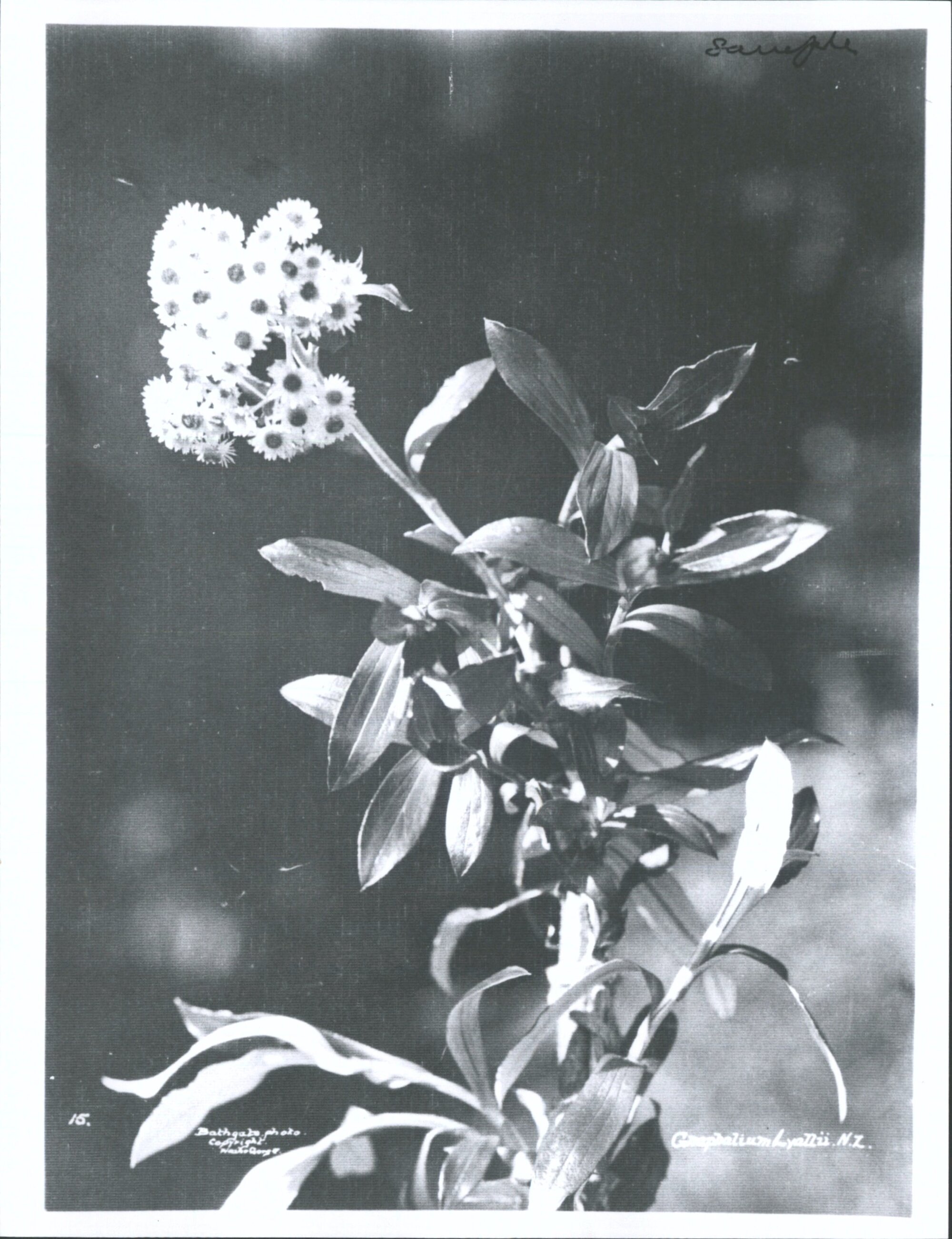 Gnaphalium Lyallii, N.Z.