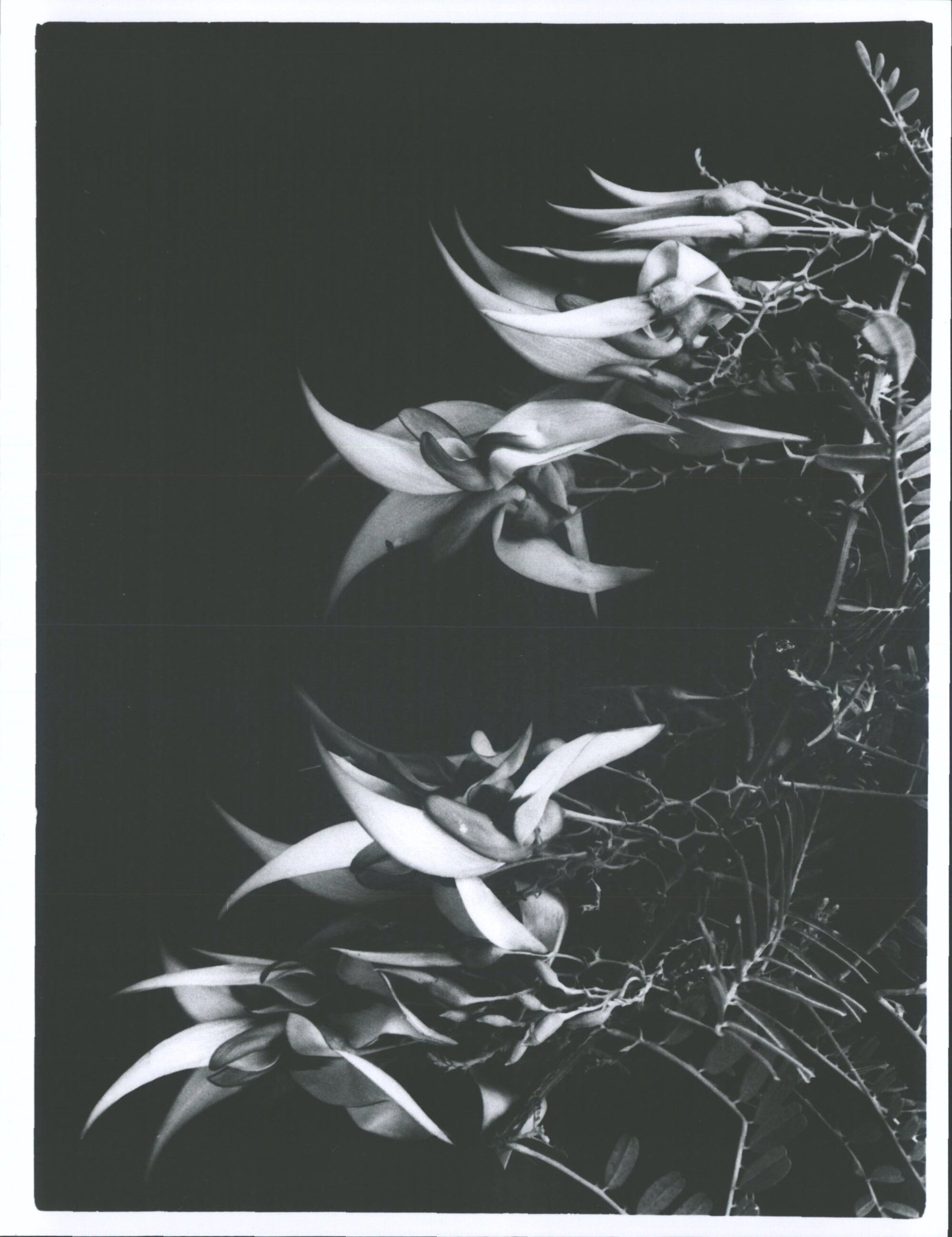 Kaka beak - Clianthus