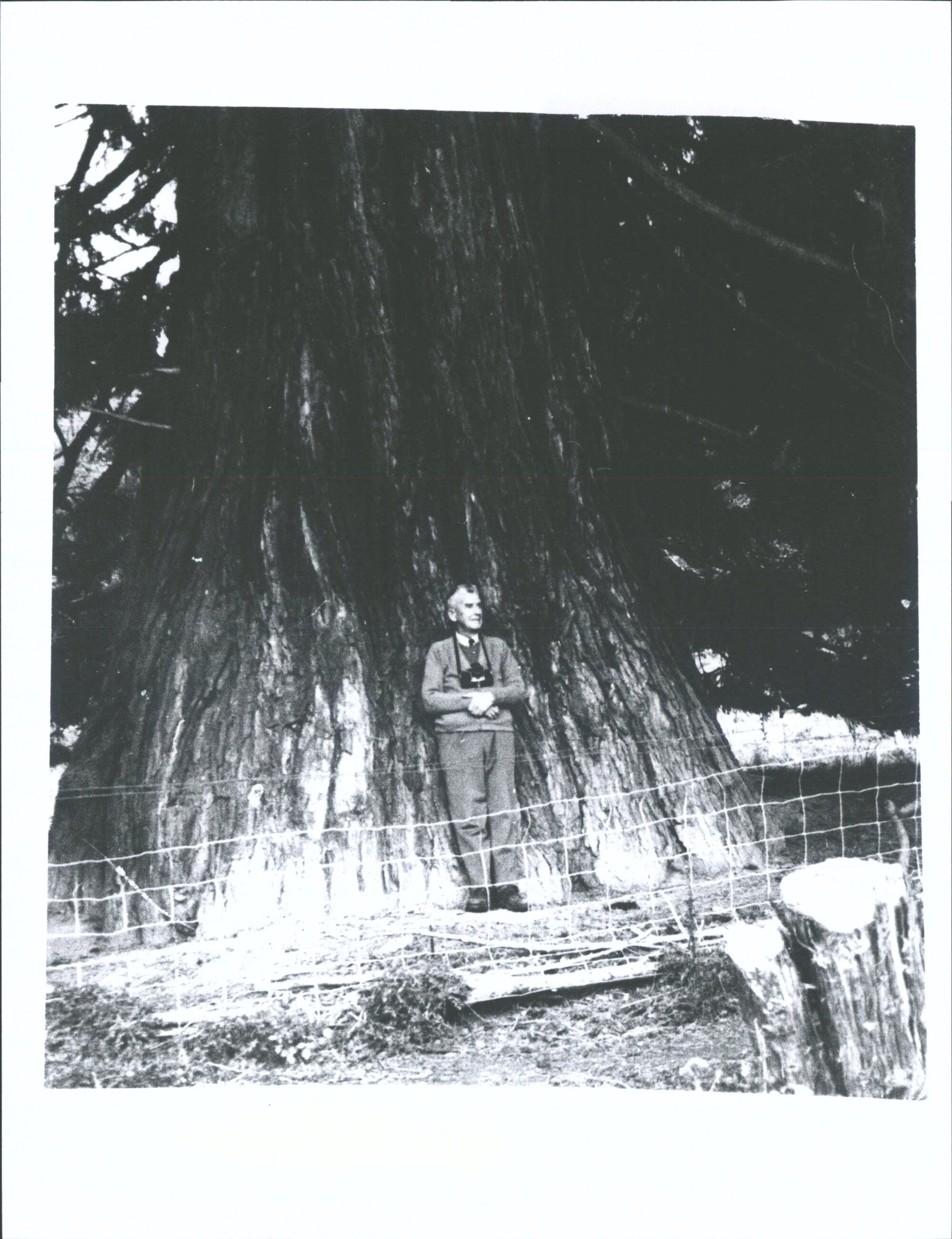 Californian Big Tree