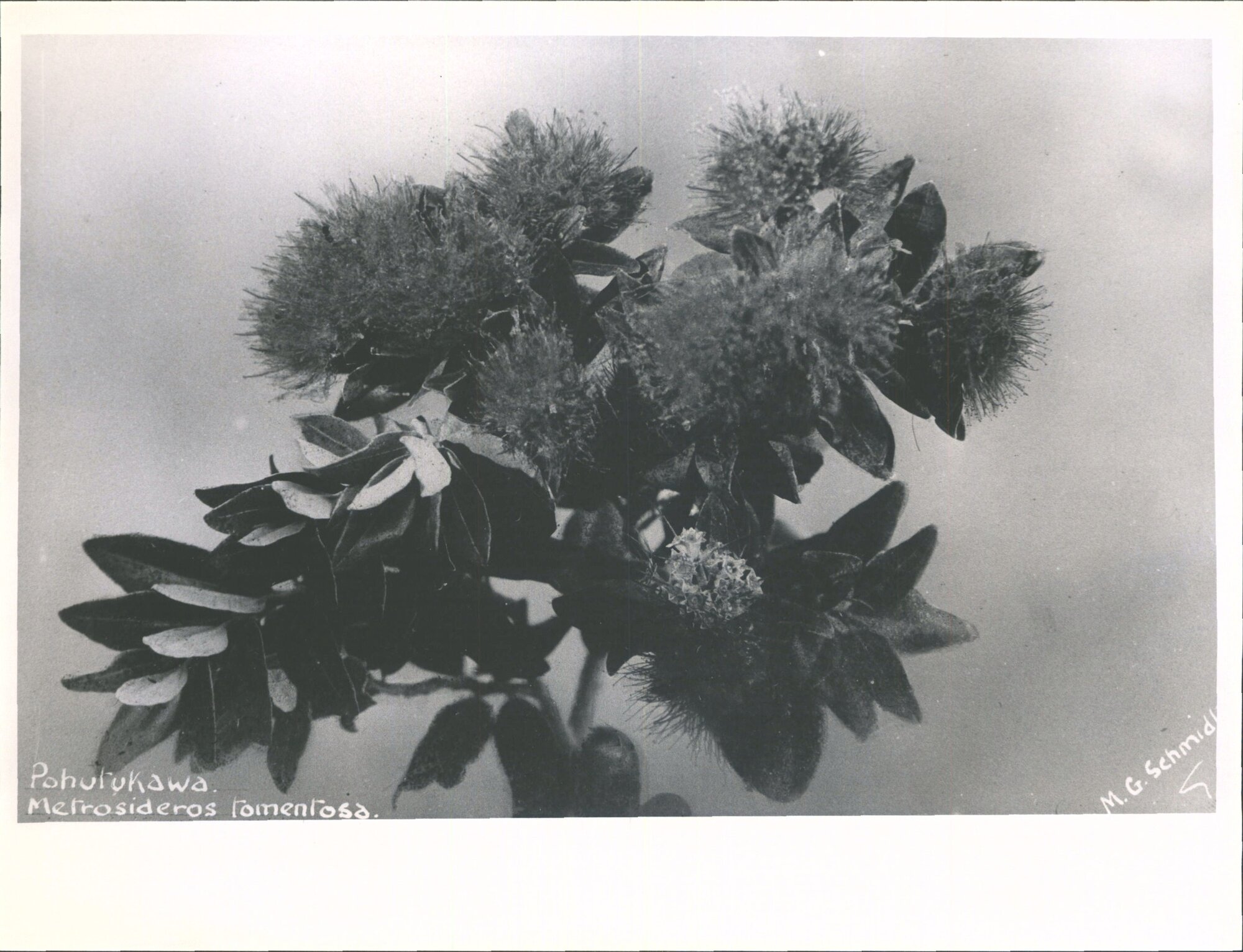 Pohutukawa - Metrosideros tomentosa