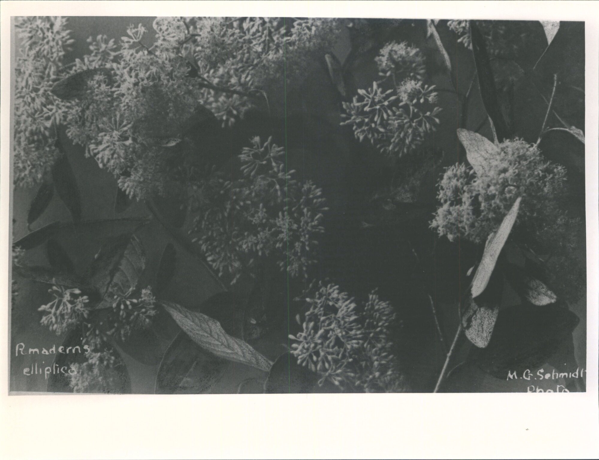 Pomaderris elliptica