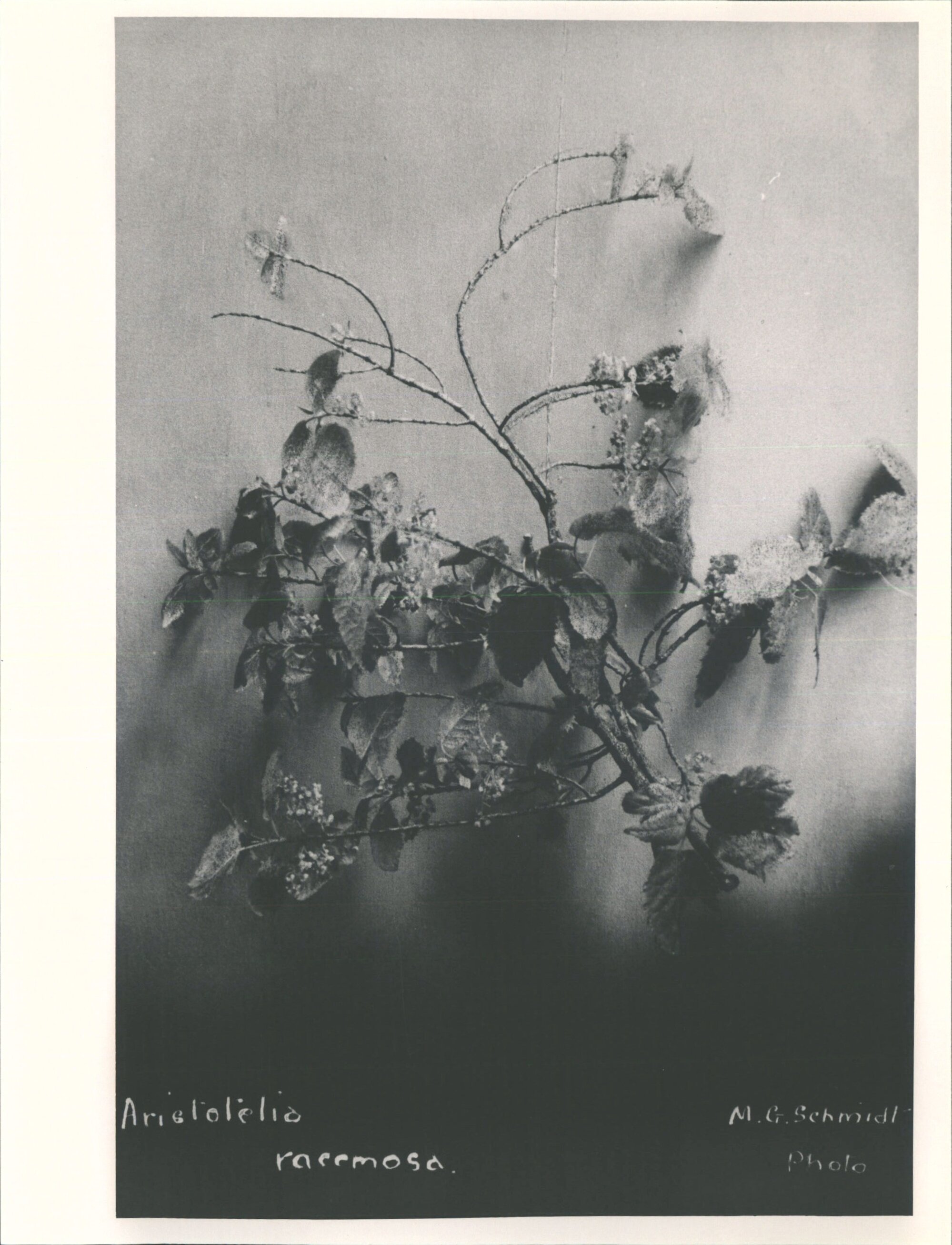 Aristotelia racemosa