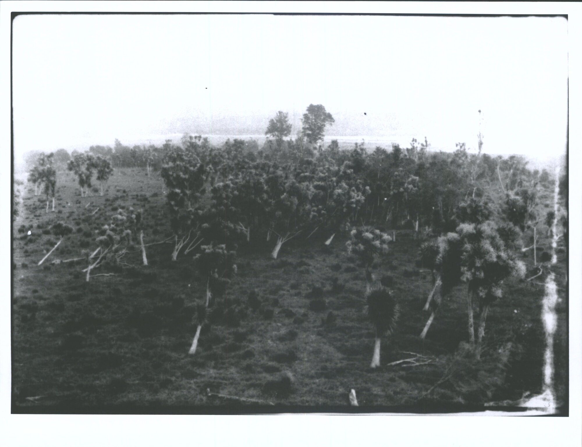 Cabbage trees at Ashhurst