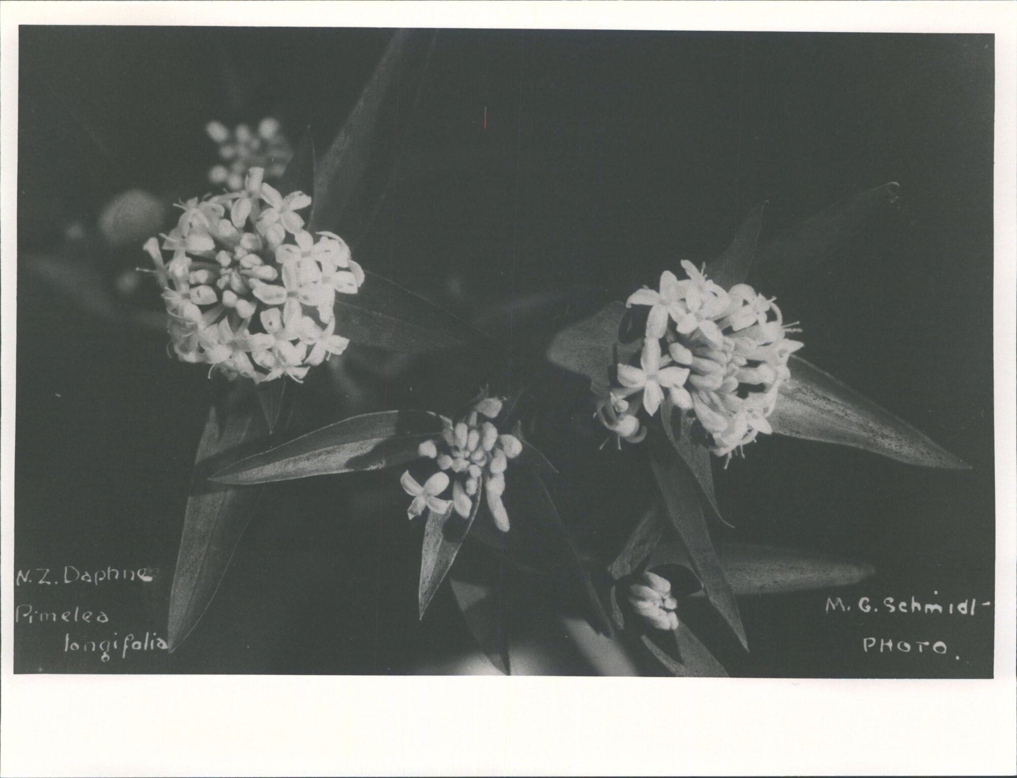 N.Z. Daphne - Pimelea longifolia