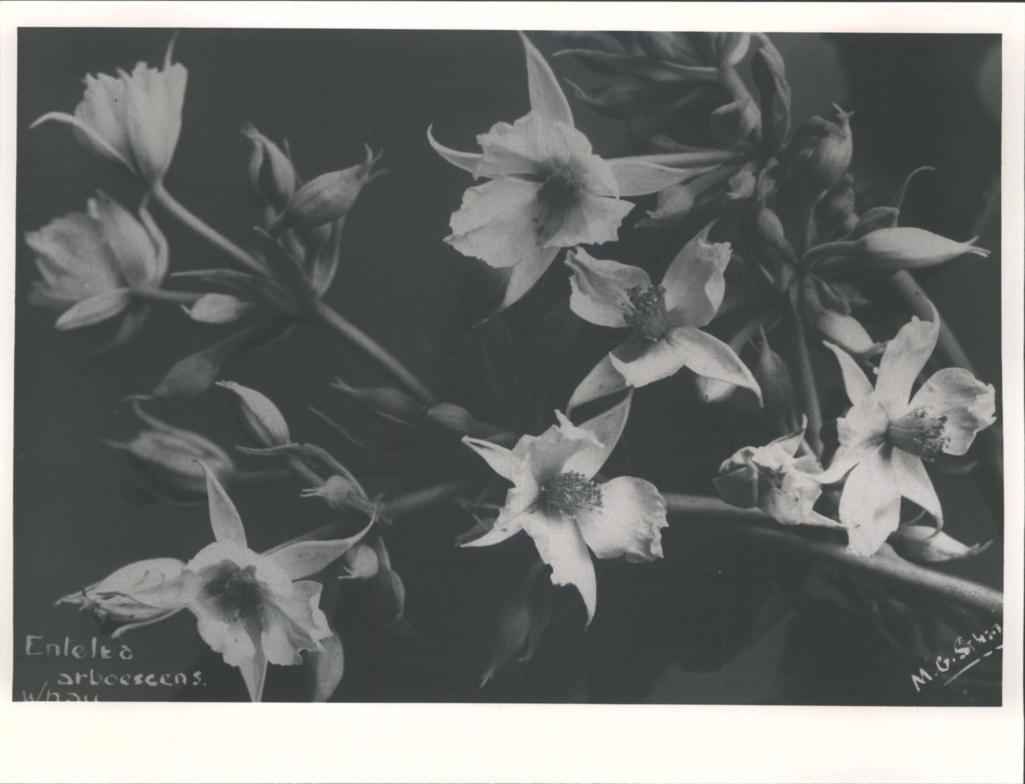 Whau - Entelea Arborescens