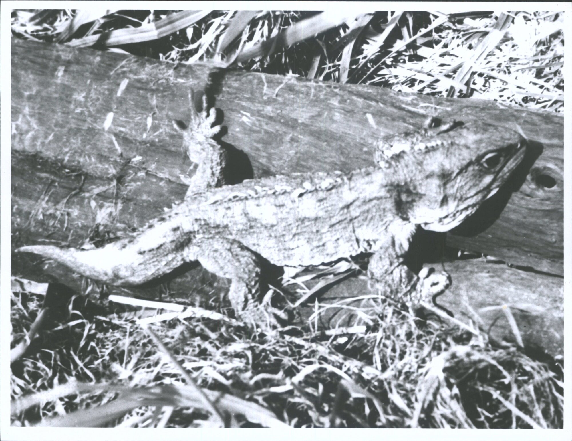 Tuatara