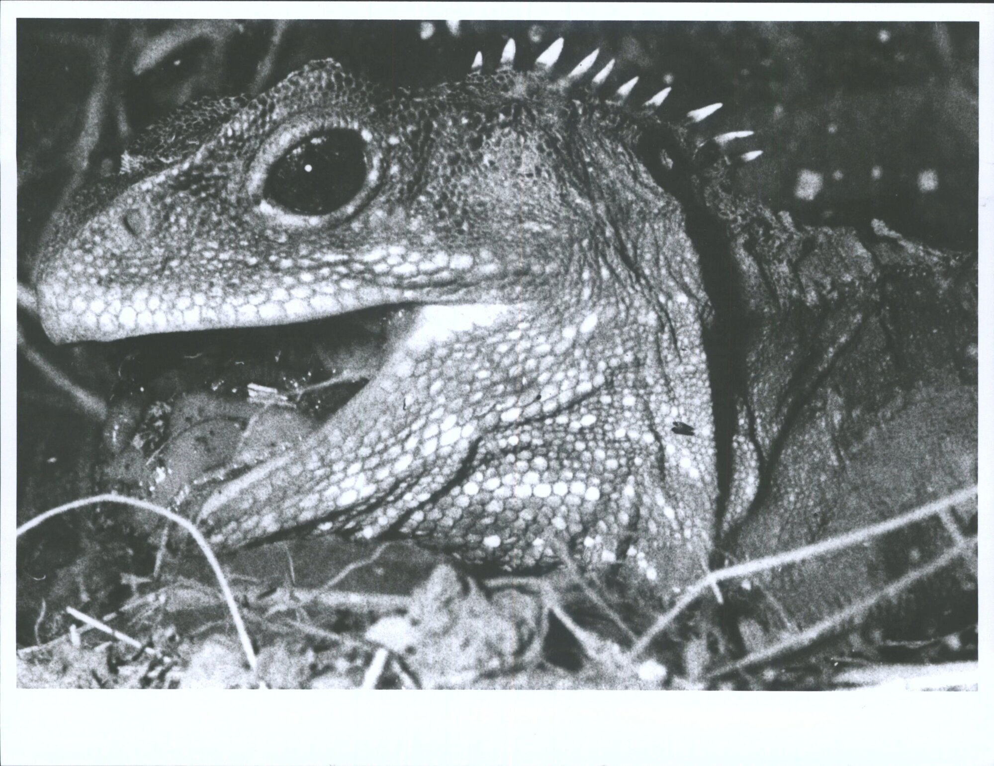 Tuatara