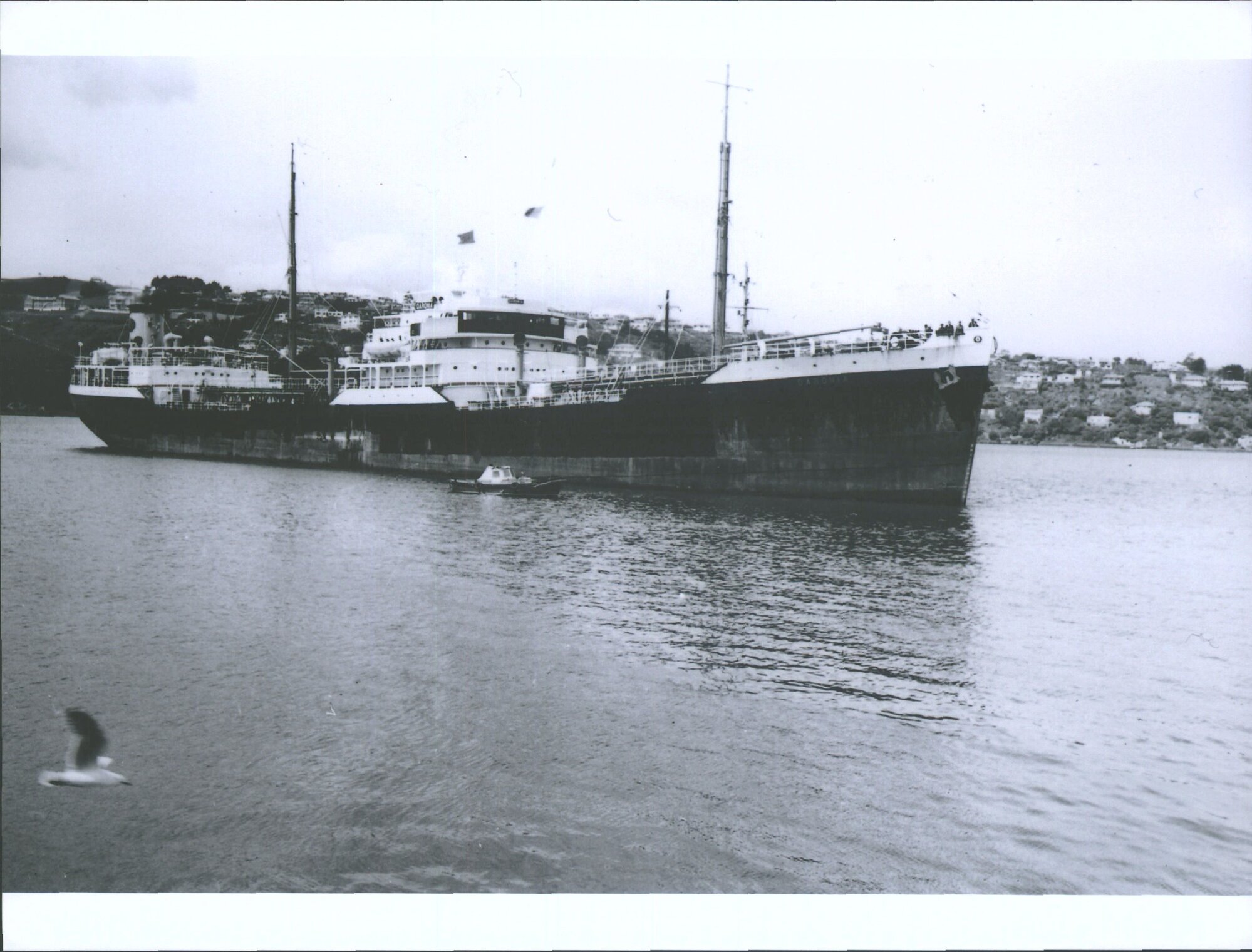 Daronia