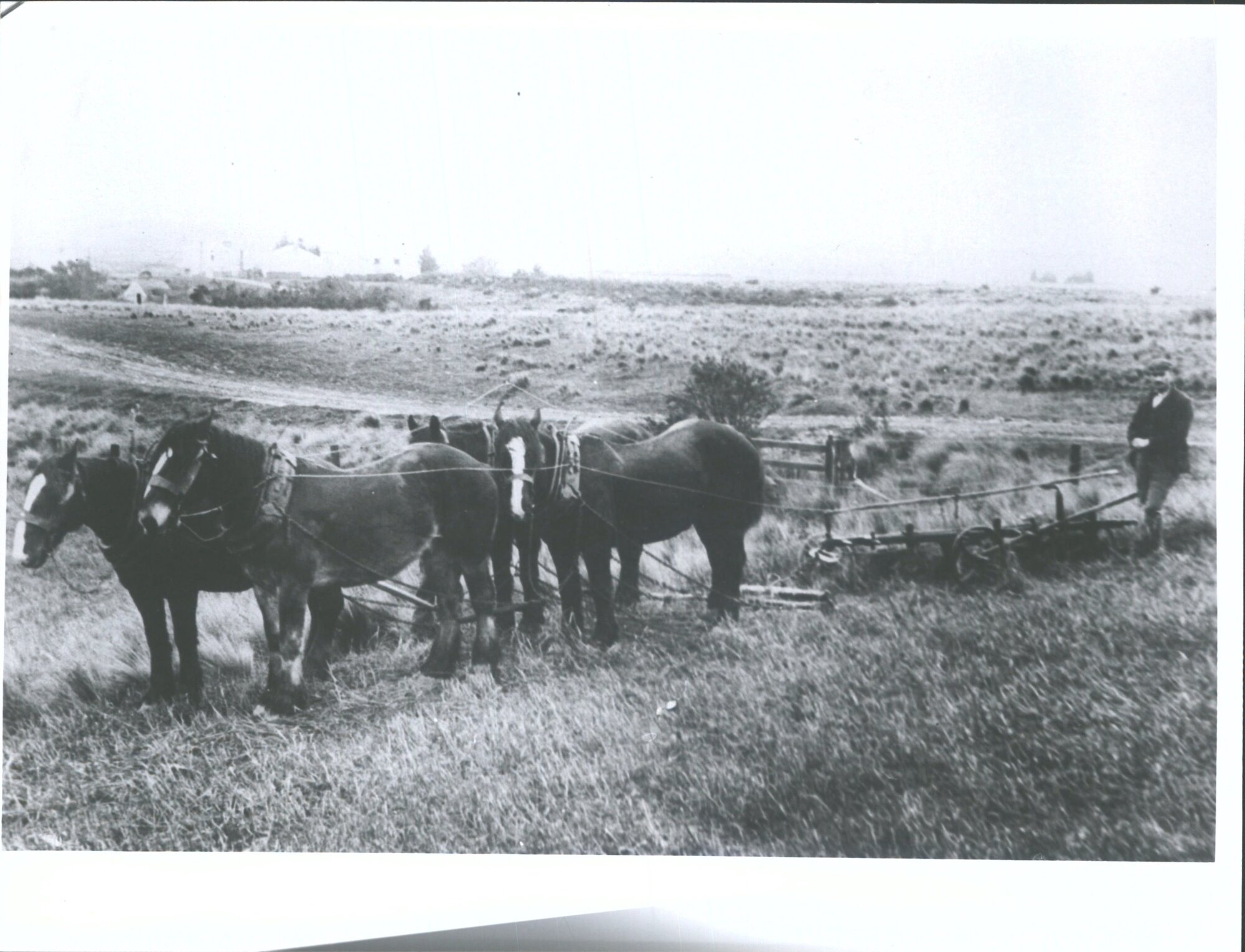 Plough in operation before gold boom