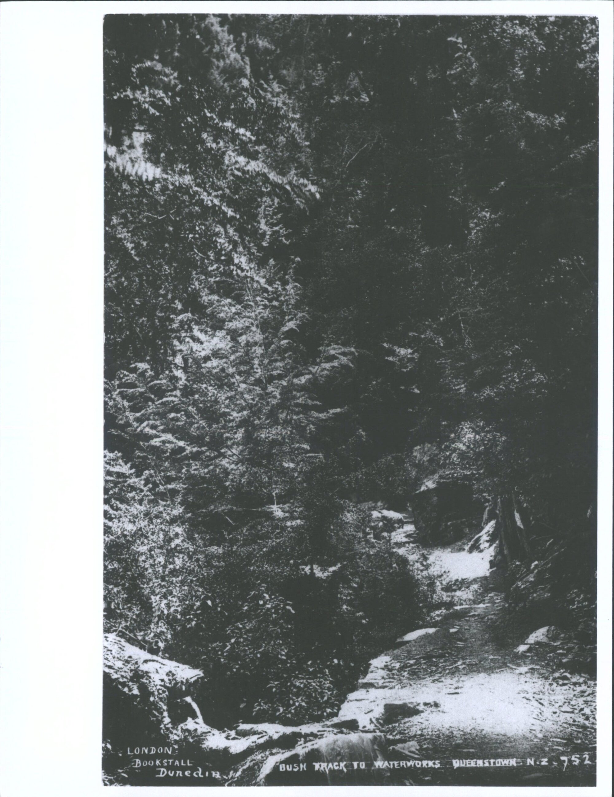 Bush Track to Waterworks