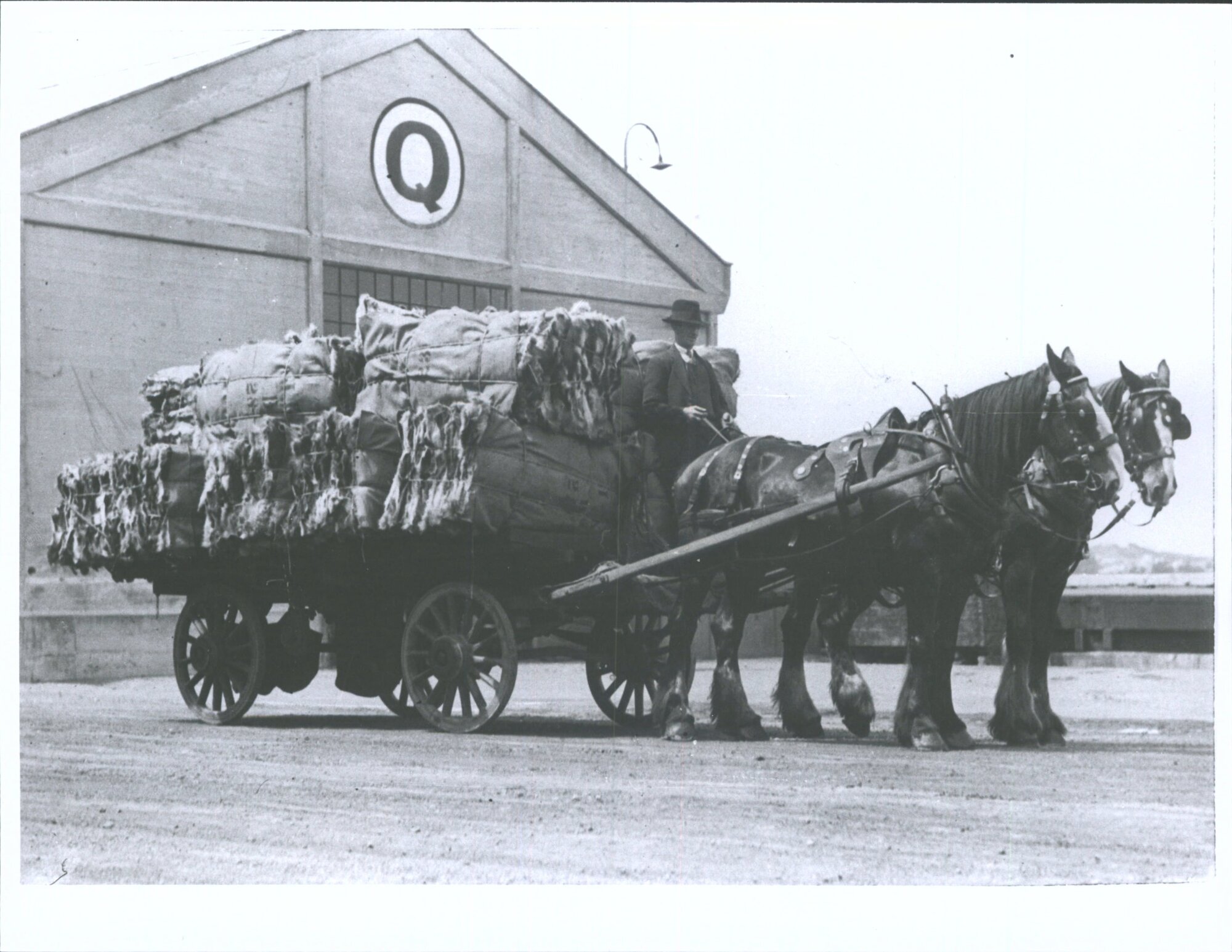 Wagon load of skins at Wharf, Dunedin